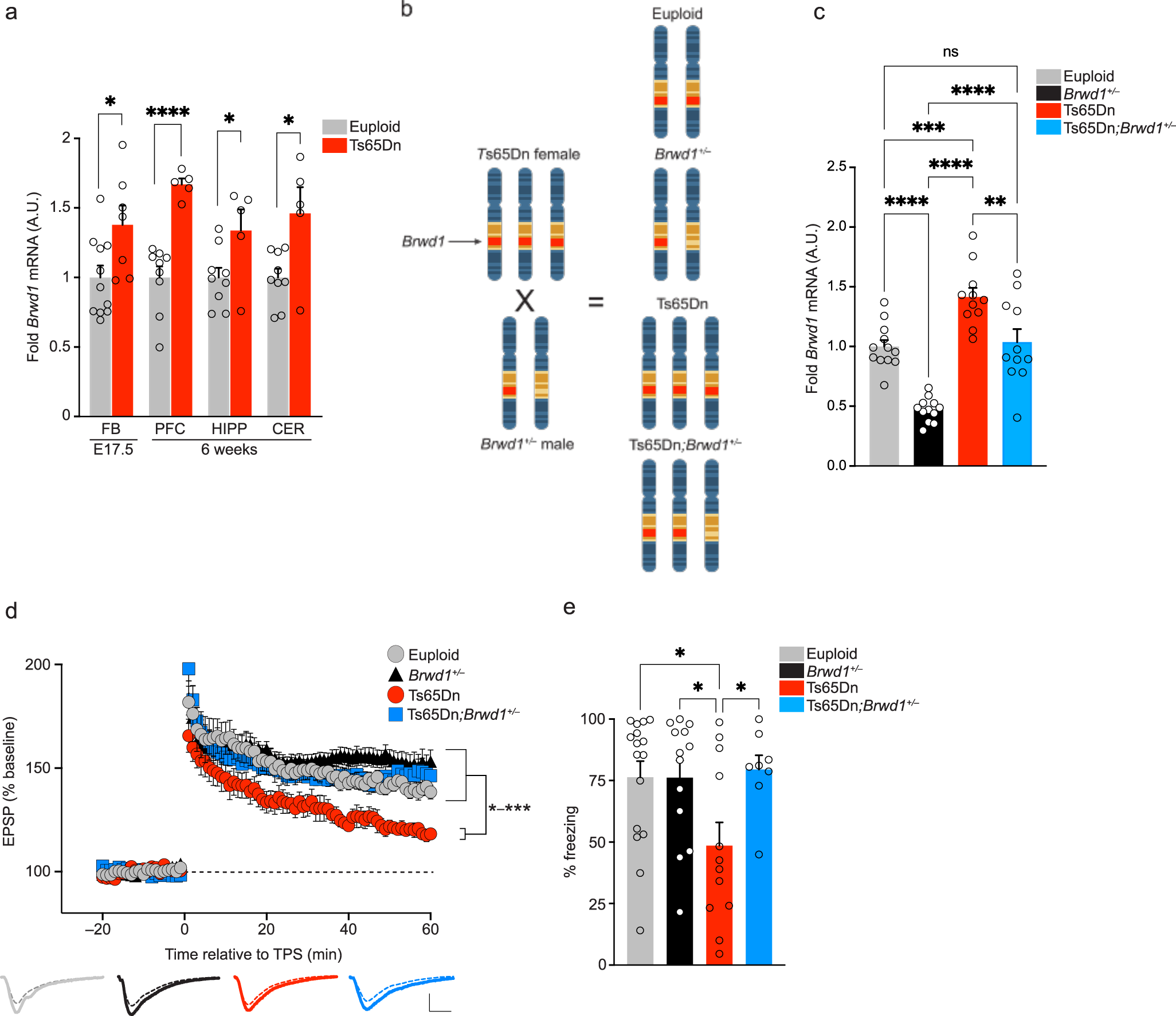 Rescue of deficits by Brwd1 copy number restoration in the Ts65Dn mouse  model of Down syndrome | Nature Communications