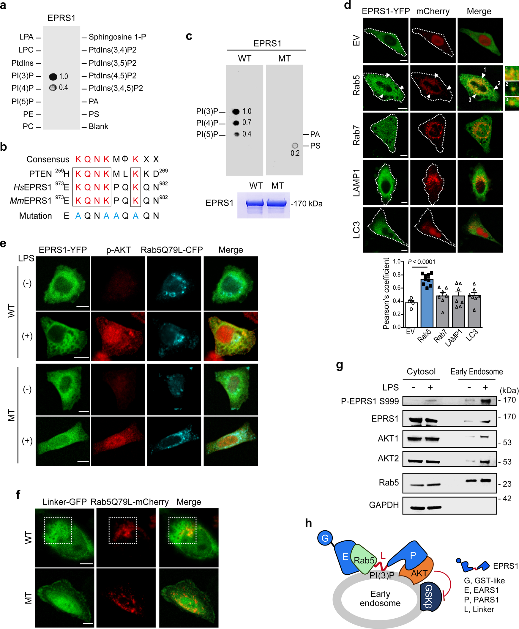 Fig. 4: EPRS1 binds specifically to PI(3)P and Rab5 to coordinate early endosomal anti-inflammatory AKT signaling.