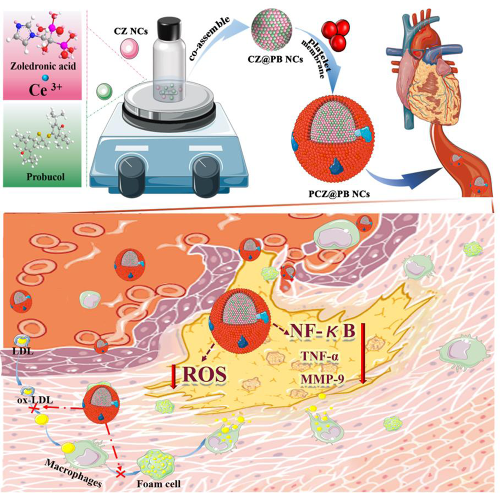 Small molecule-assisted assembly of multifunctional ceria nanozymes for  synergistic treatment of atherosclerosis | Nature Communications