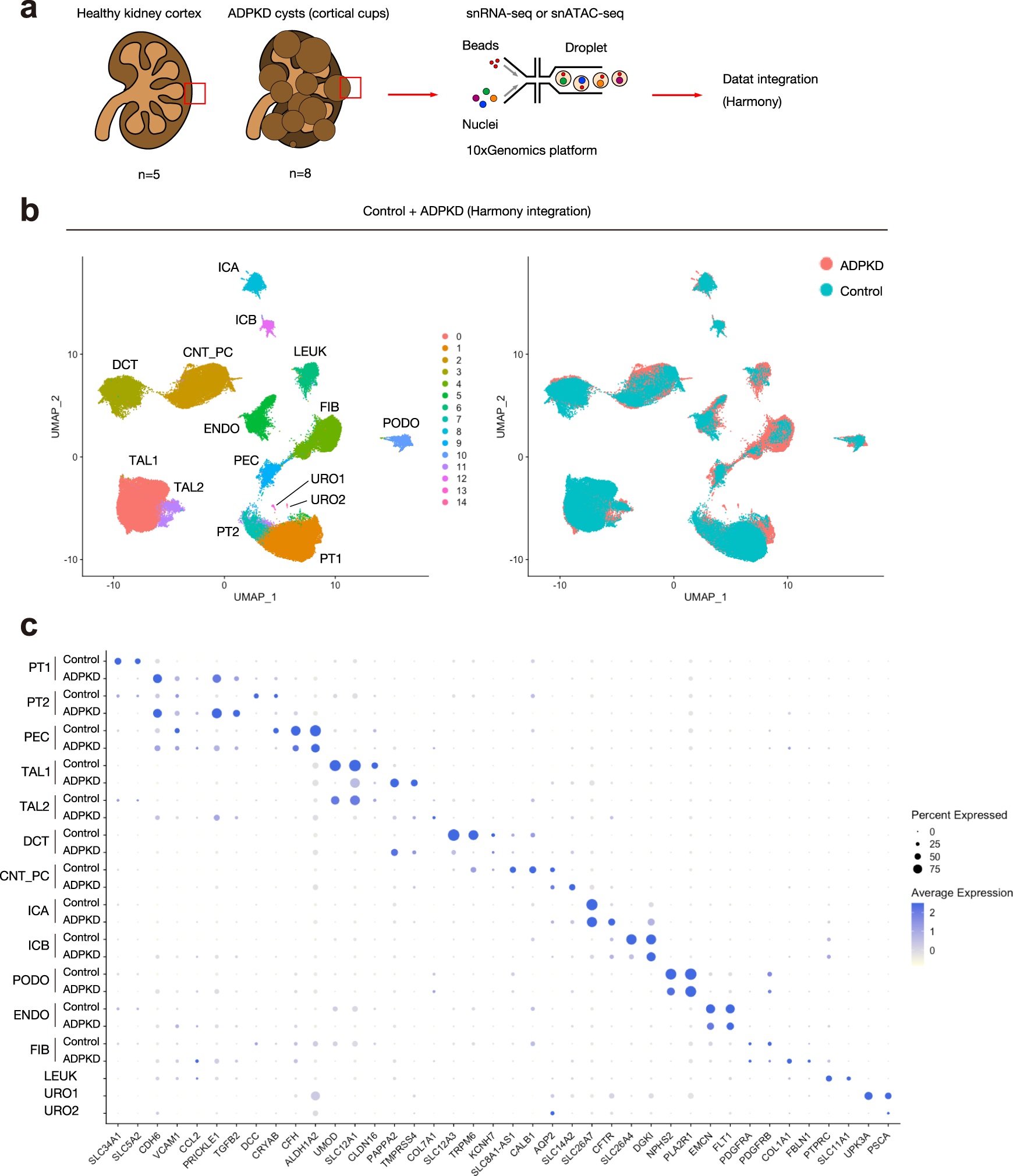 Fig. 1: Single-nucleus transcriptional profiling on human ADPKD kidneys.