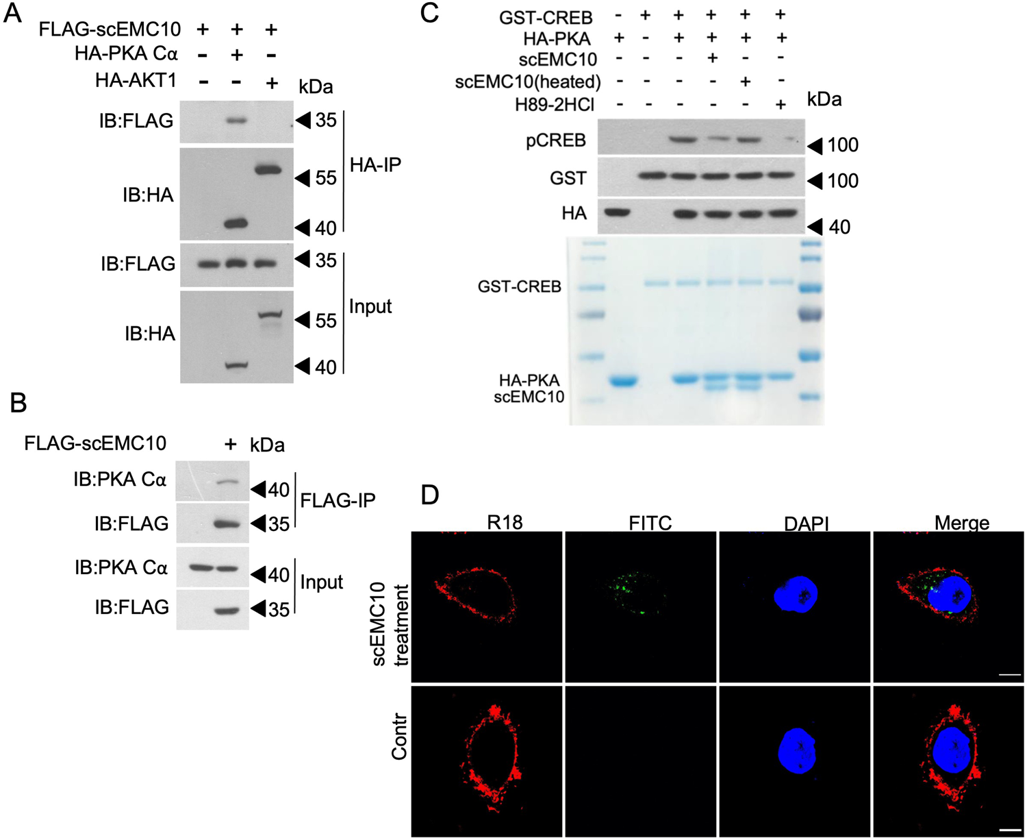 Fig. 6: Extracellular scEMC10 binds PKA Cα and inhibits its stimulatory action on CREB.