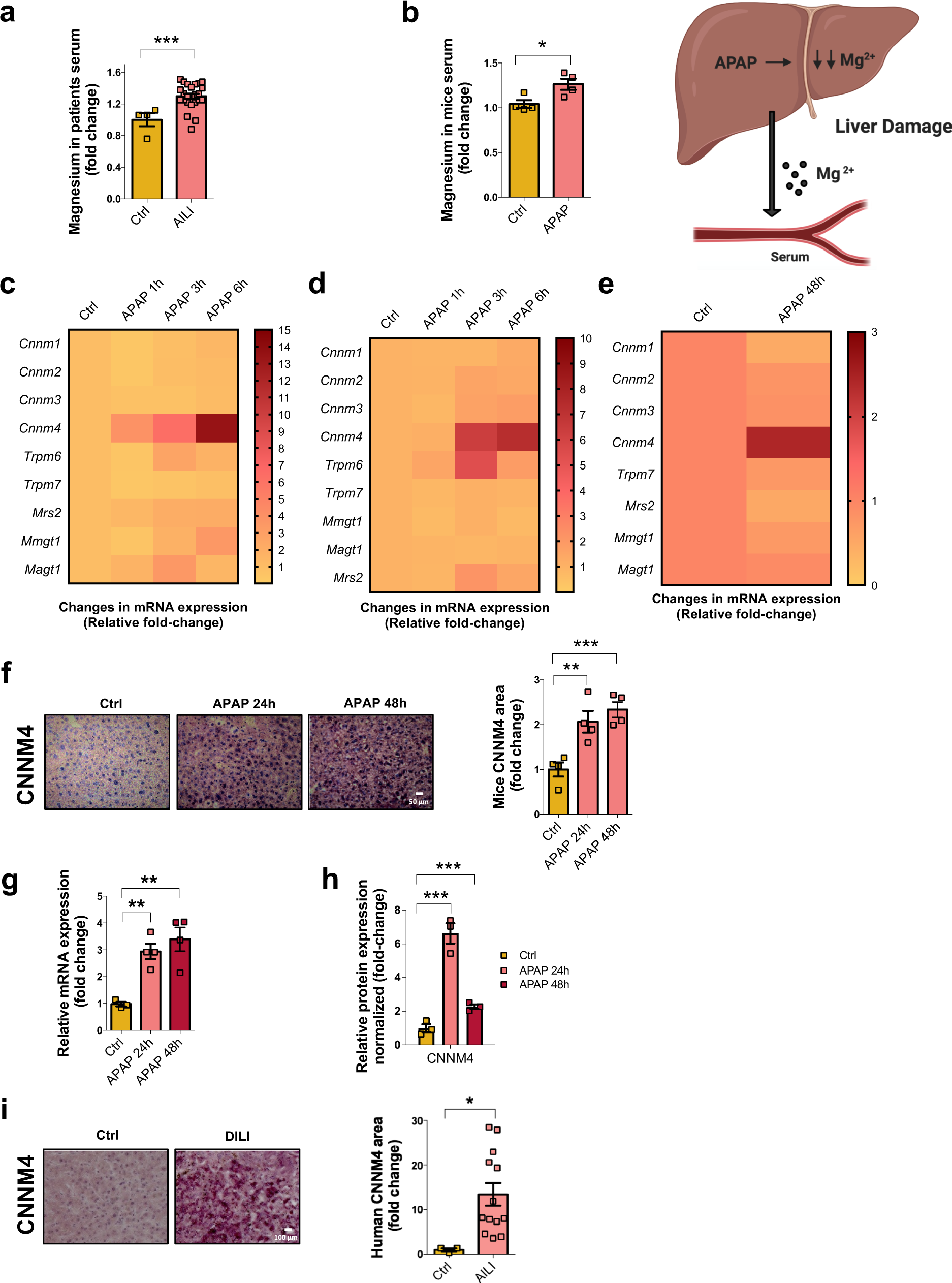 Restoring cellular magnesium balance through Cyclin M4 protects against  acetaminophen-induced liver damage | Nature Communications