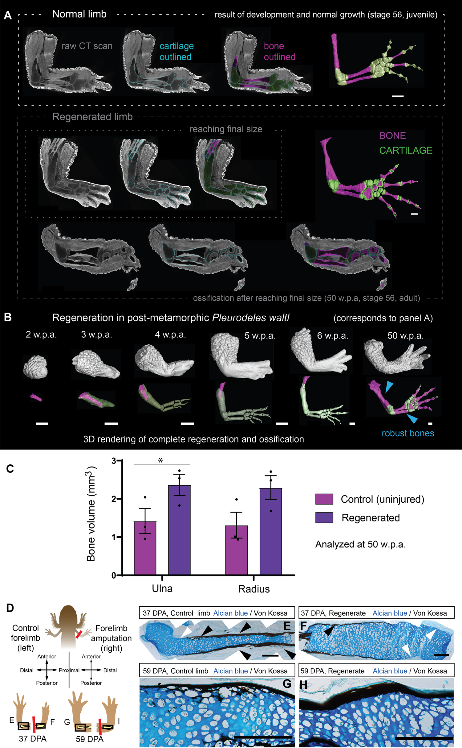 Altered developmental programs and oriented cell divisions lead to bulky  bones during salamander limb regeneration | Nature Communications