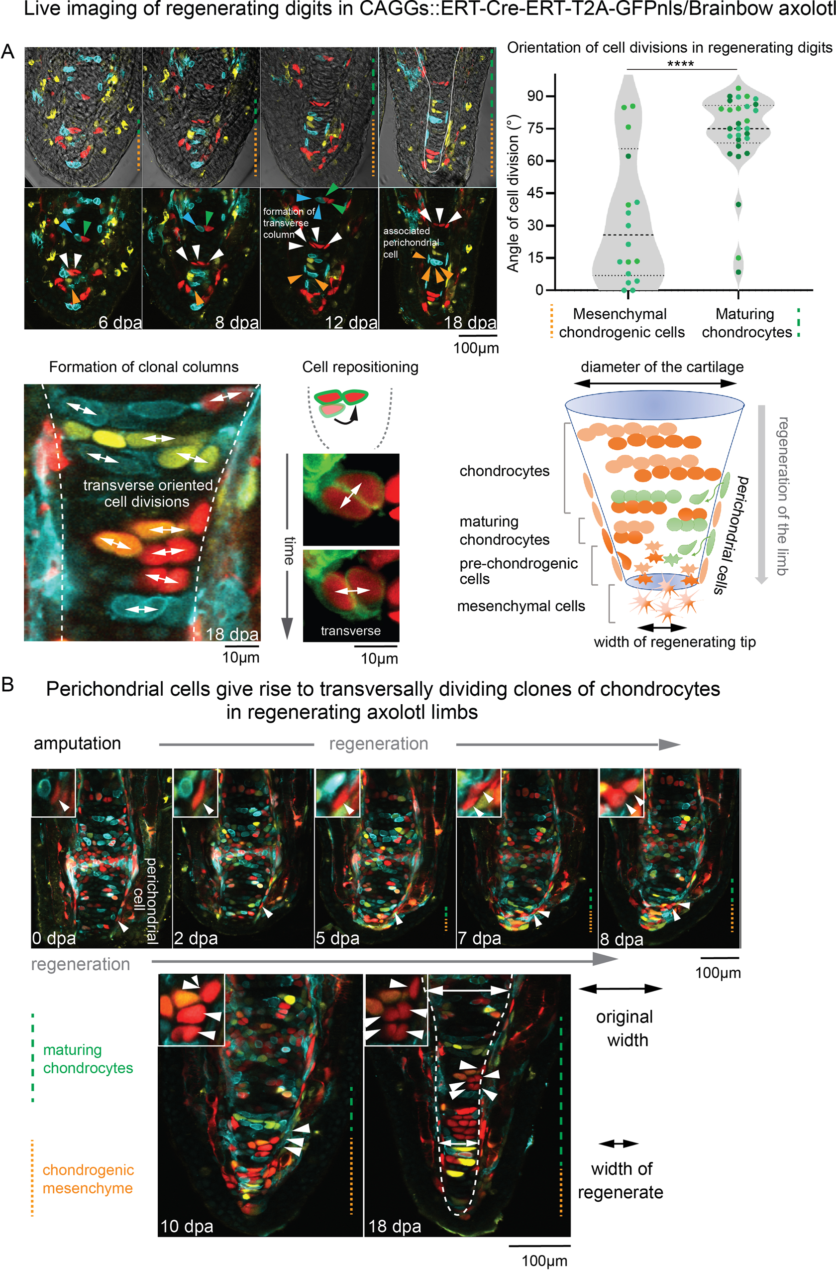 Fig. 3: Cell dynamics during skeletal elongation in Ambystoma mexicanum.