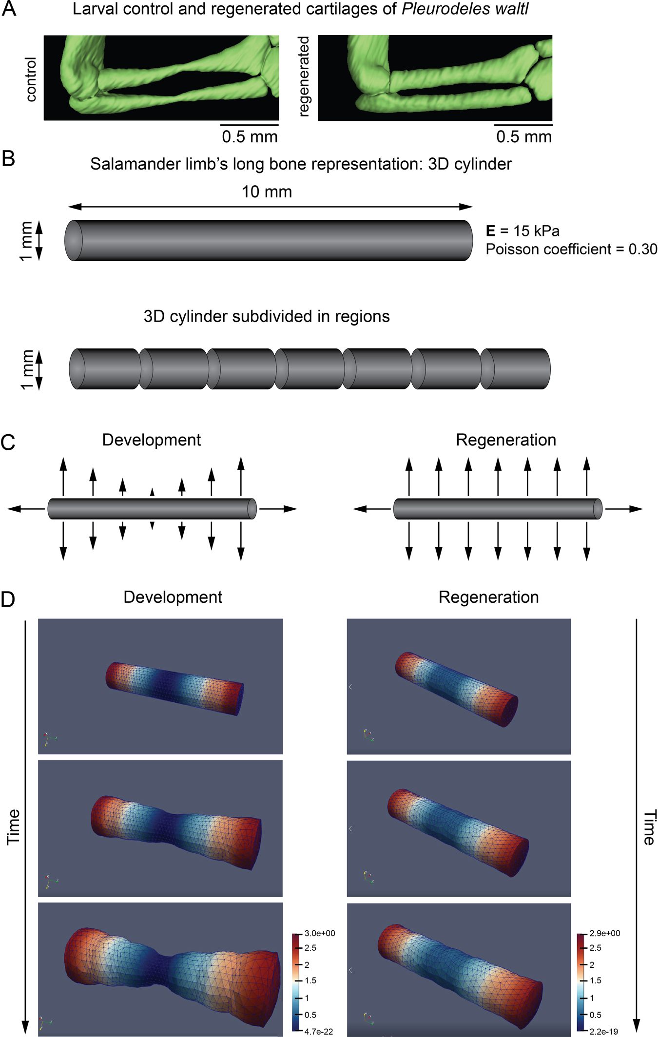 Fig. 5: Computational simulation of long bone shaping during development and regeneration.