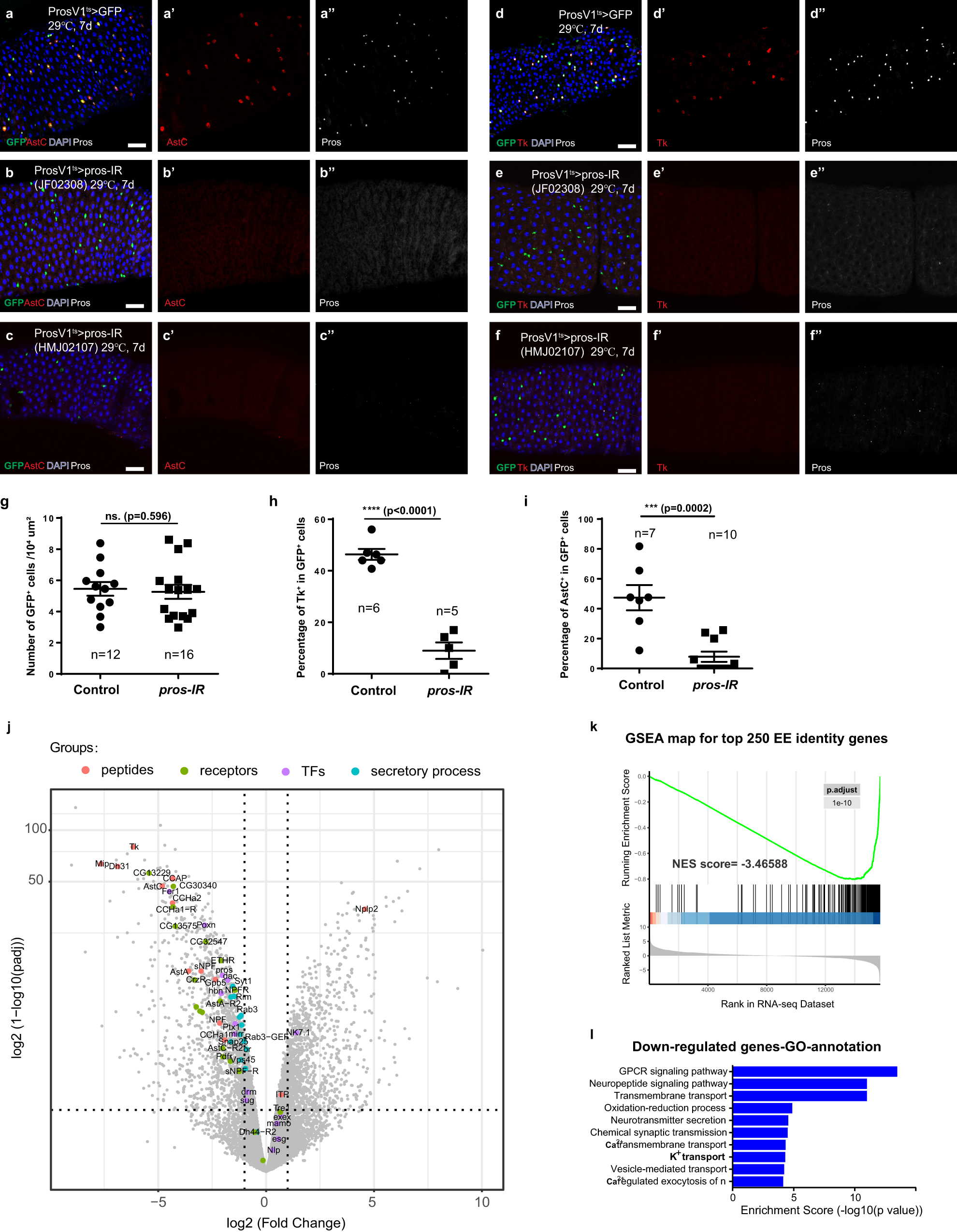 The specification and function of enteroendocrine cells in Drosophila and  mammals: a comparative review - Guo - 2022 - The FEBS Journal - Wiley  Online Library