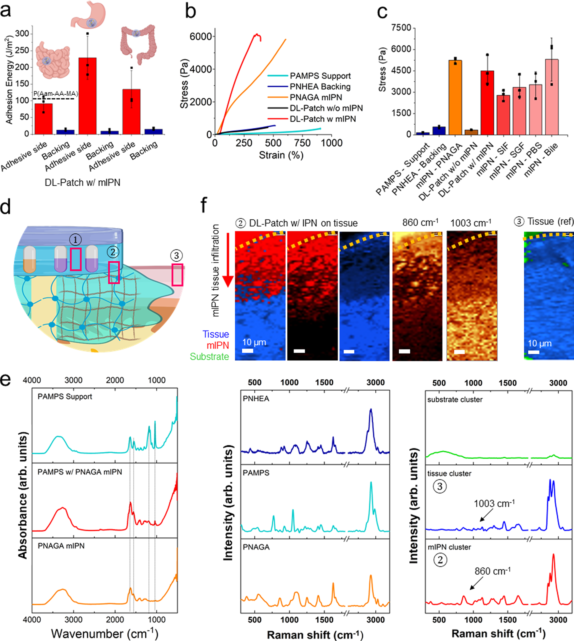 Fig. 2: Characterization of tissue adhesion and mIPN.