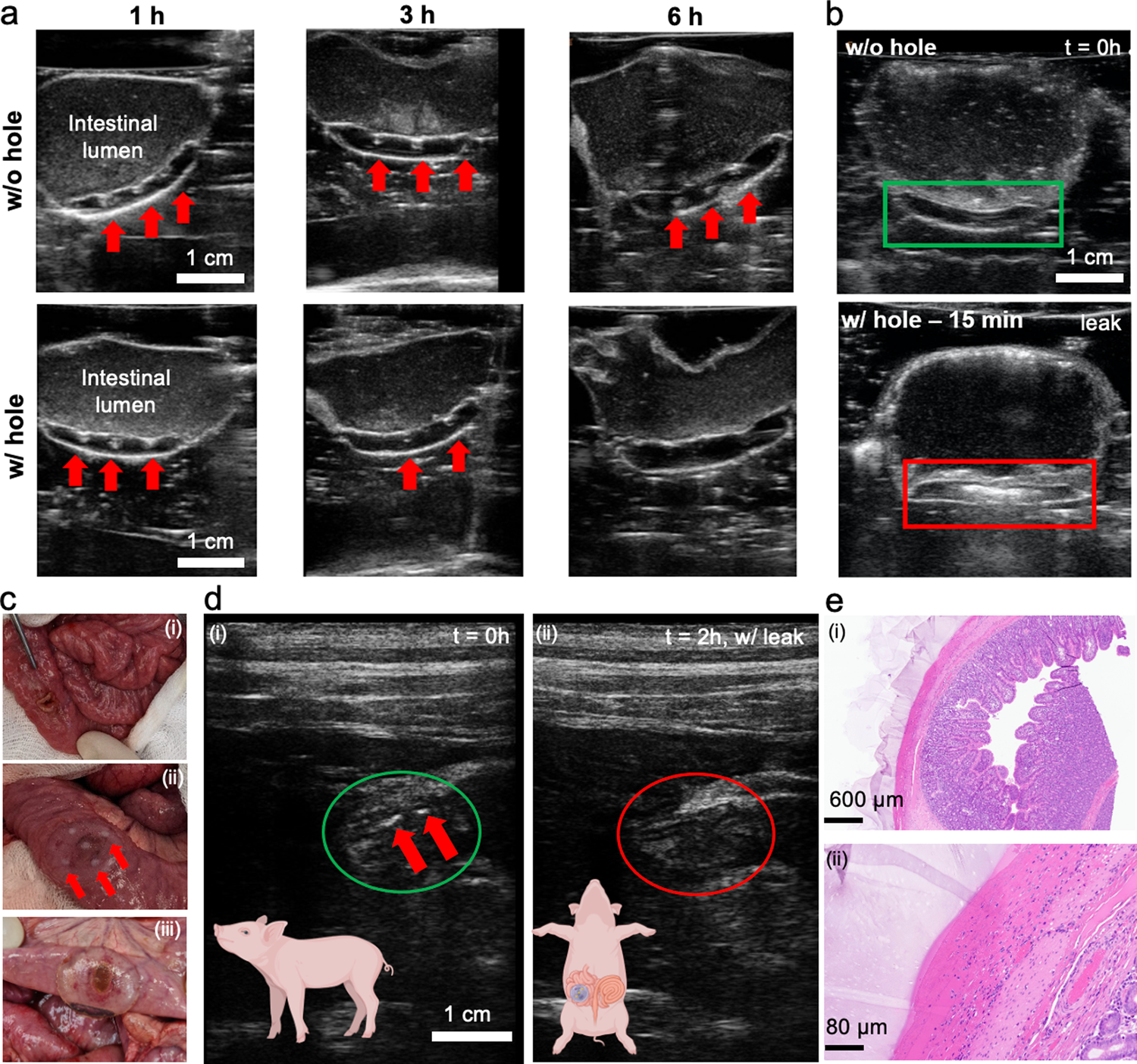 Fig. 5: Ultrasound-based leak detection ex vivo and in vivo.