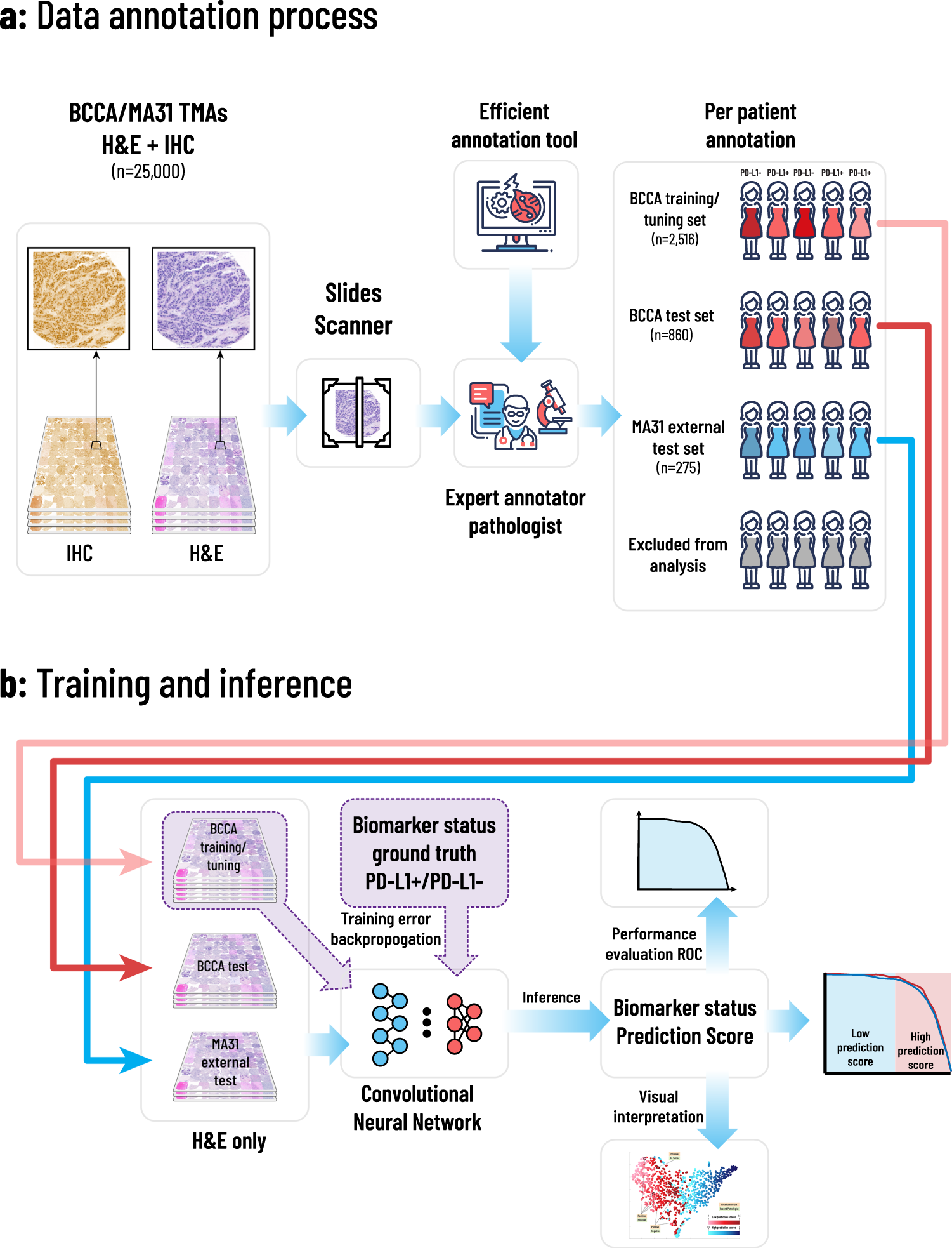 Deep learning-based image analysis predicts PD-L1 status from H&E-stained  histopathology images in breast cancer | Nature Communications