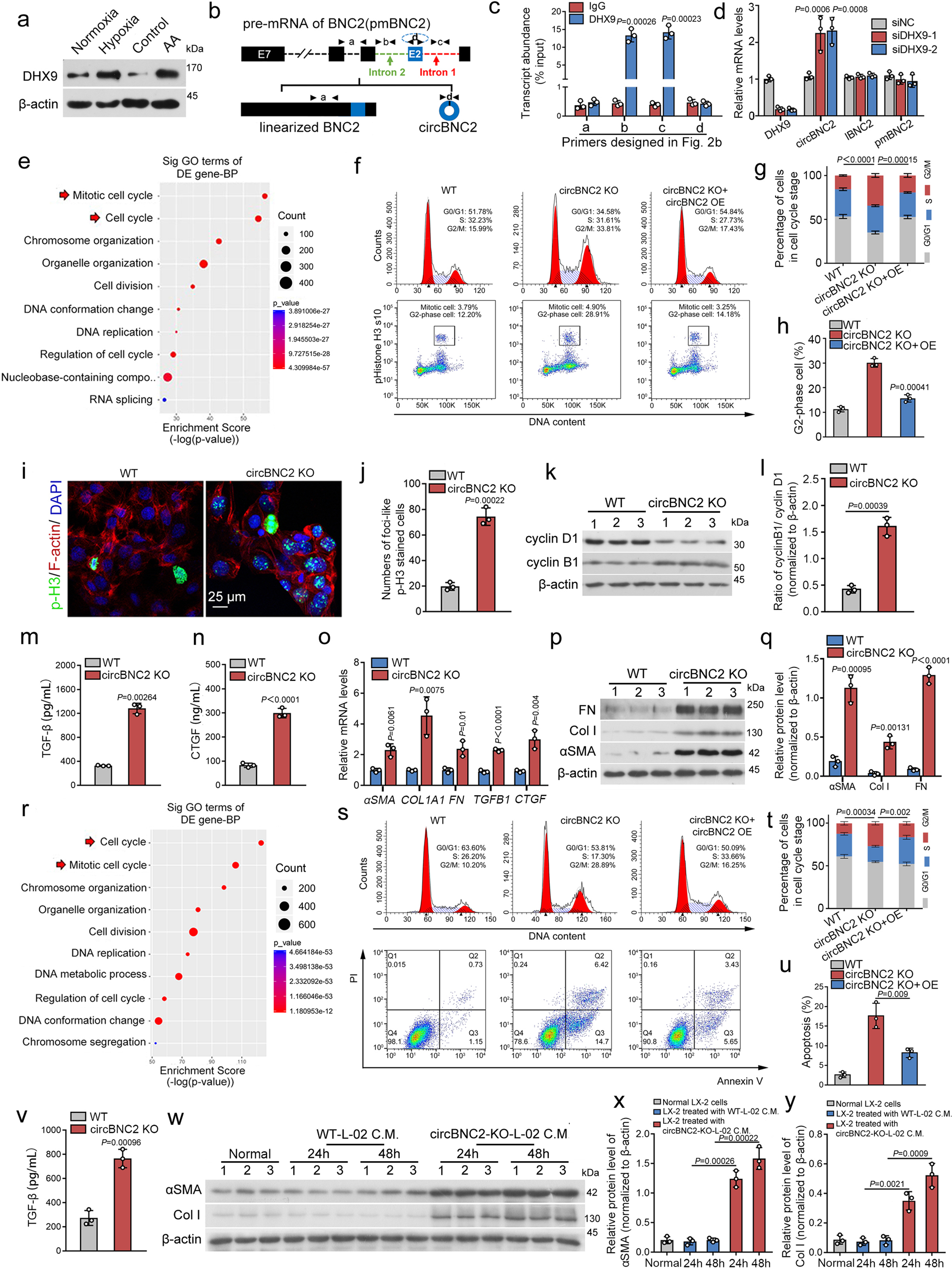 Fig. 2: Downregulation of circBNC2 promotes epithelial cell G2/M arrest after injury.