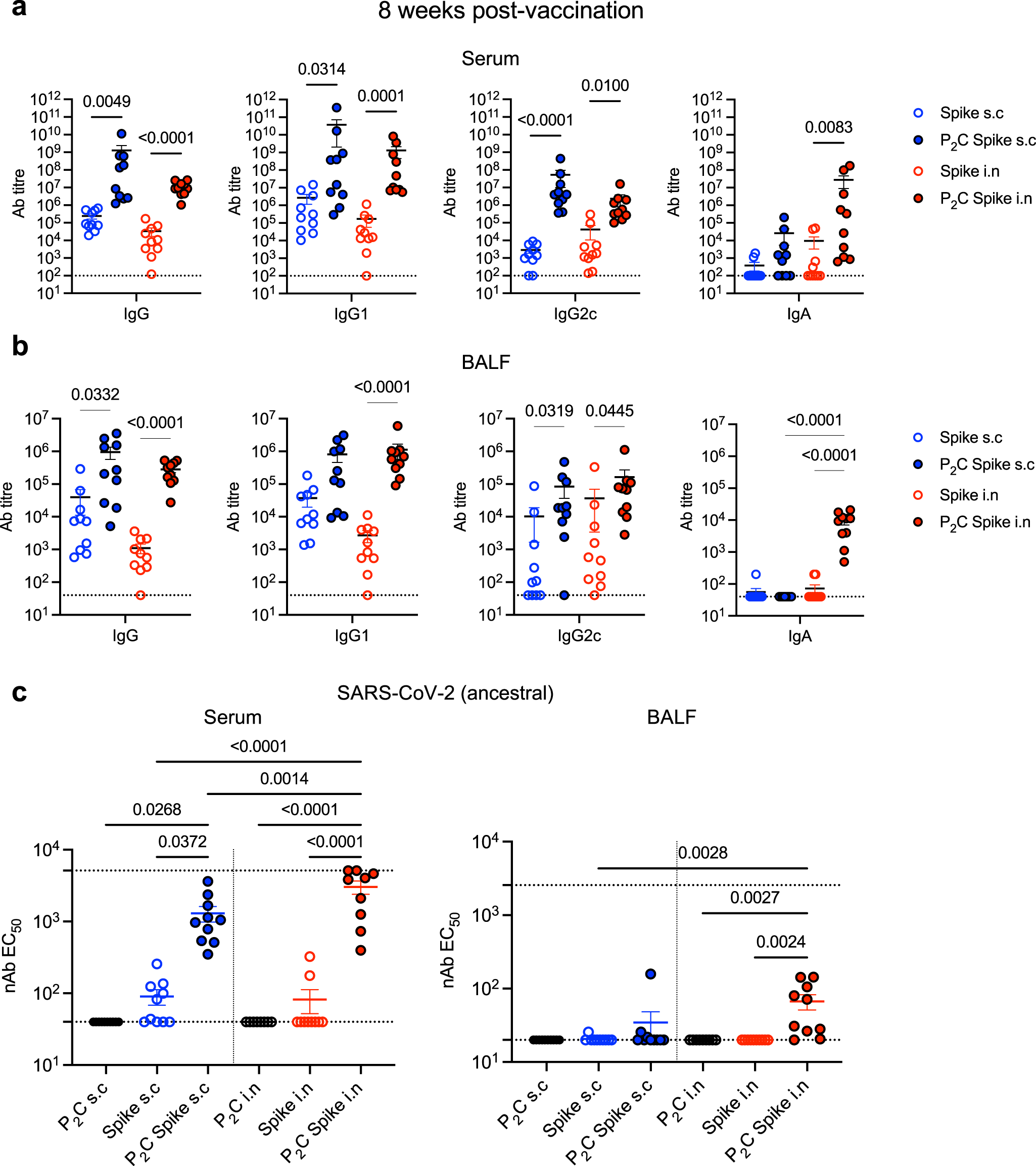 Fig. 2: Vaccination with Pam2Cys Spike induces potent spike-specific neutralizing antibody responses, which is sustained post vaccination.
