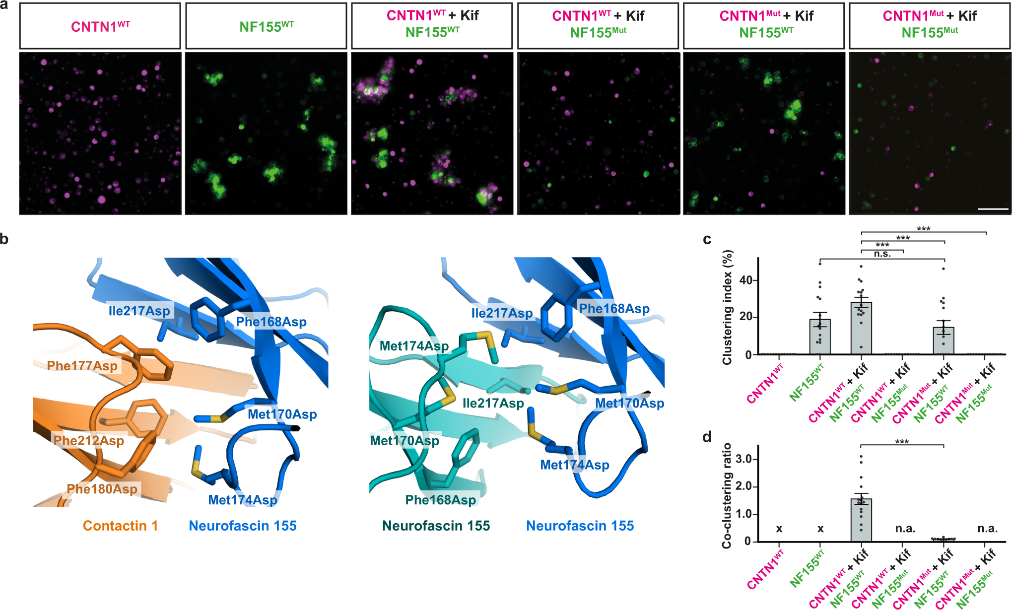 Fig. 5: Contactin 1–neurofascin 155 expression mediates cell co-clustering.