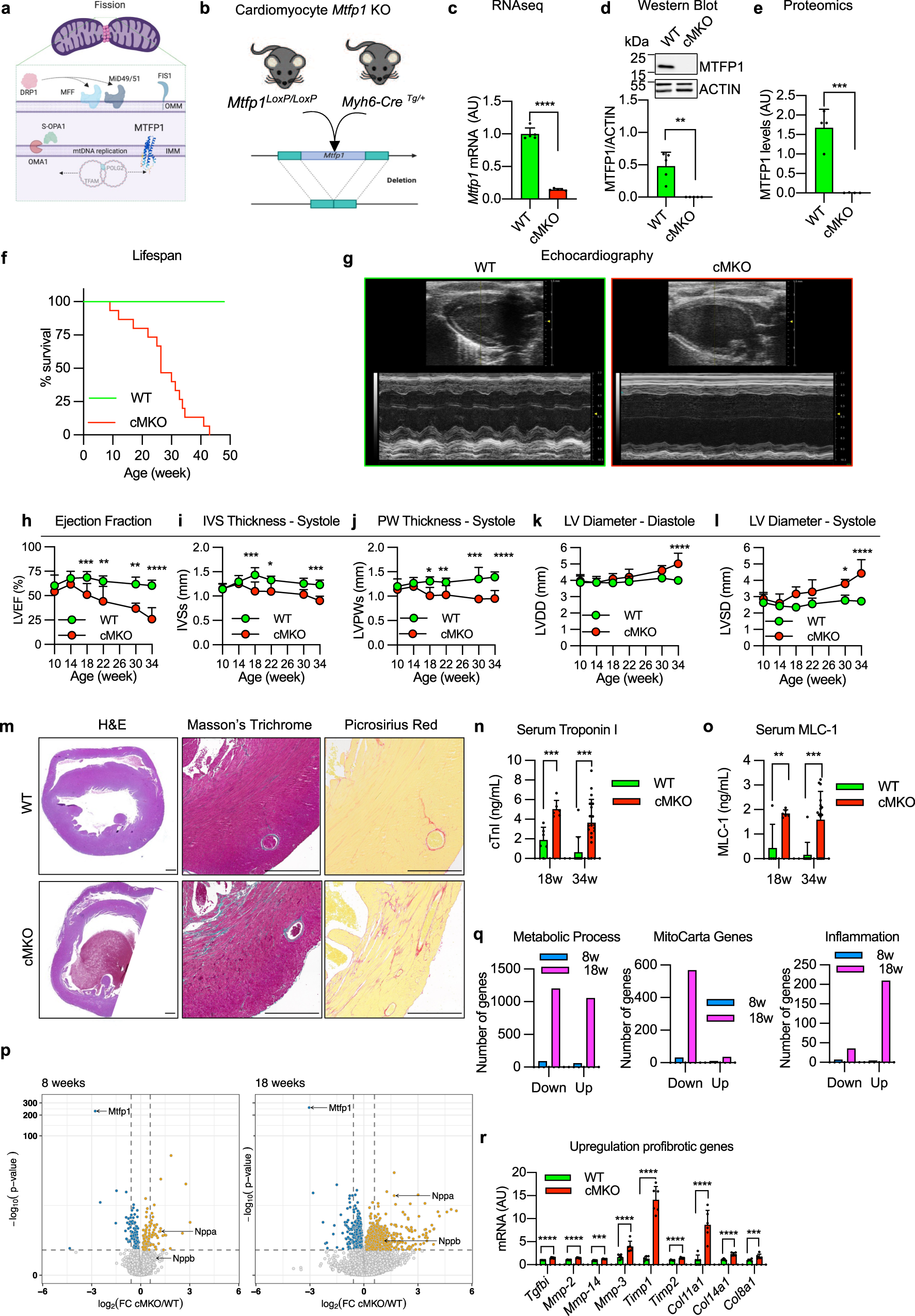 Mitochondrial Fission Process 1 controls inner membrane integrity and  protects against heart failure | Nature Communications