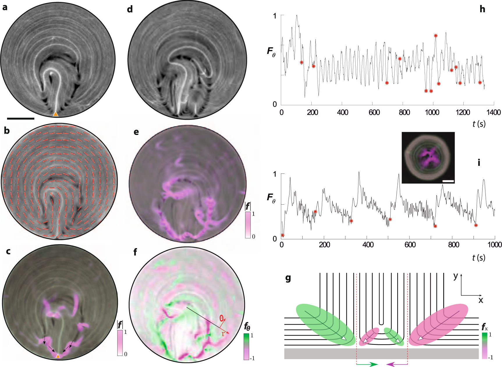 Fig. 4: Active forces organized by boundary layer defects.