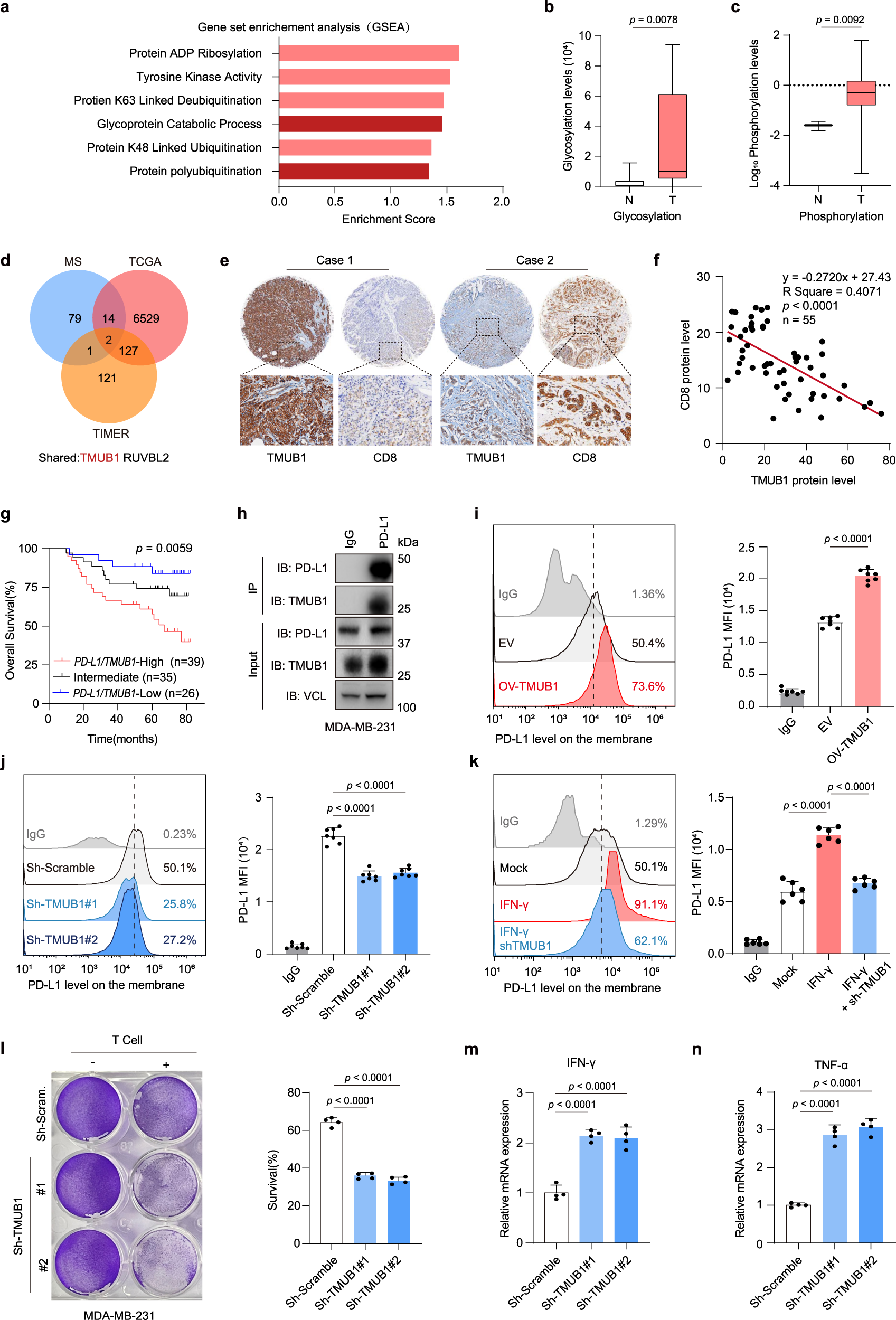 Fig. 1: TMUB1 is a positive regulator of PD-L1.