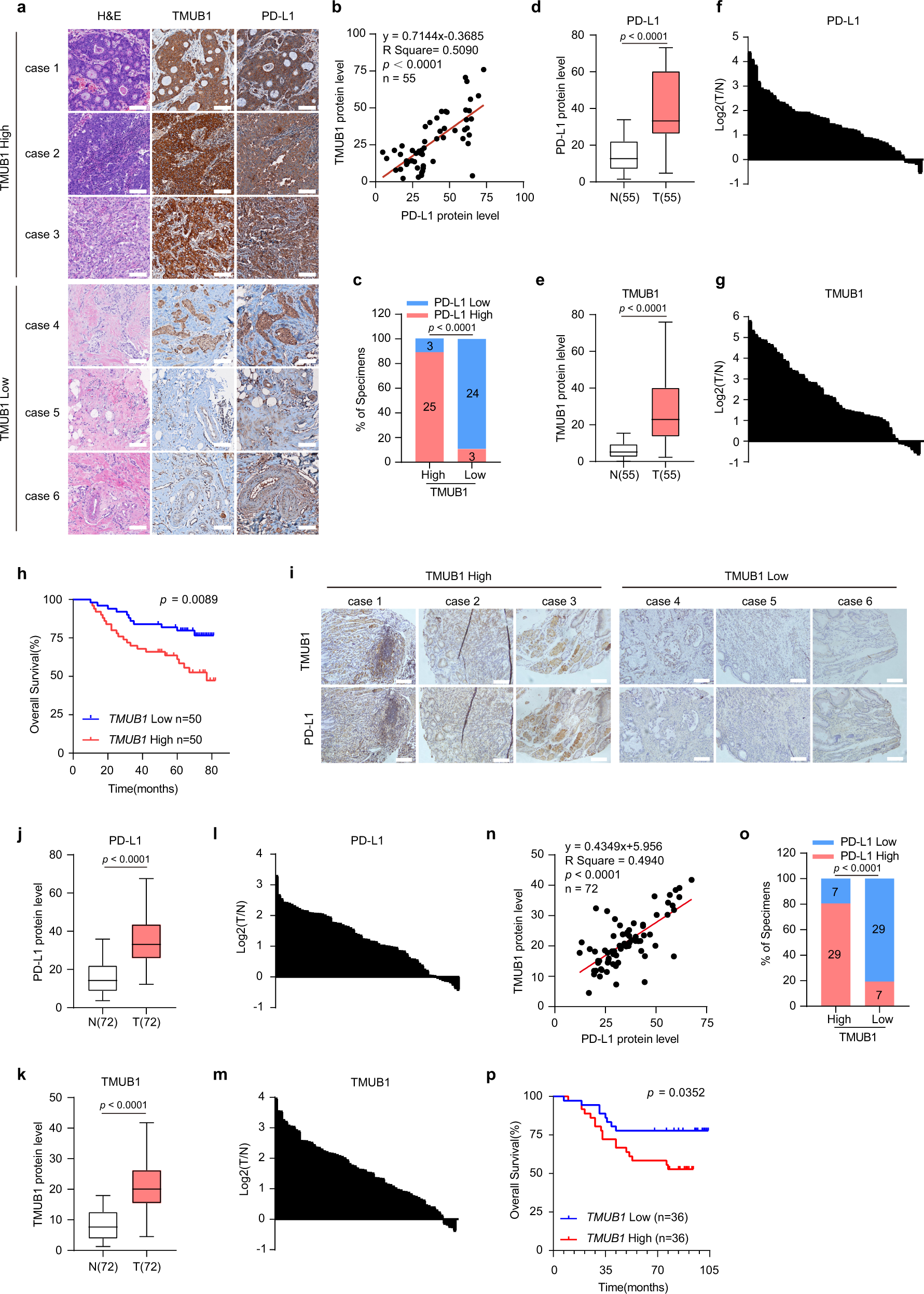 Fig. 5: Clinical value of TMUB1 as a potential target in tumor immunotherapy.