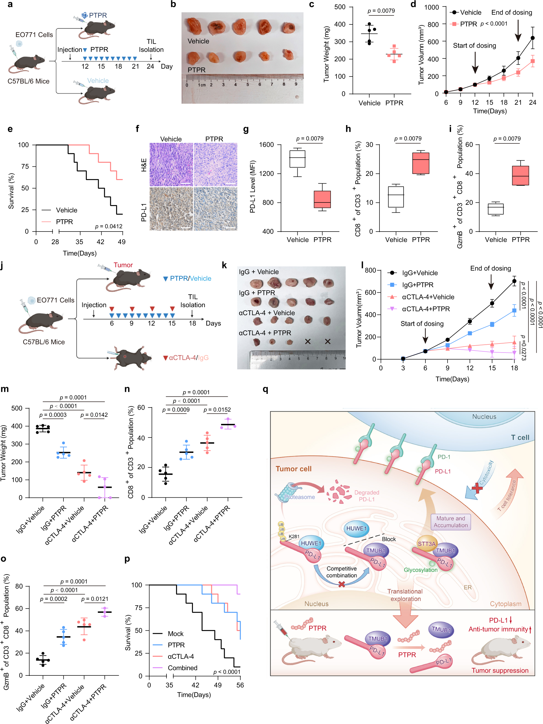 Fig. 7: In vivo antitumor effect and toxicity of PTPR.