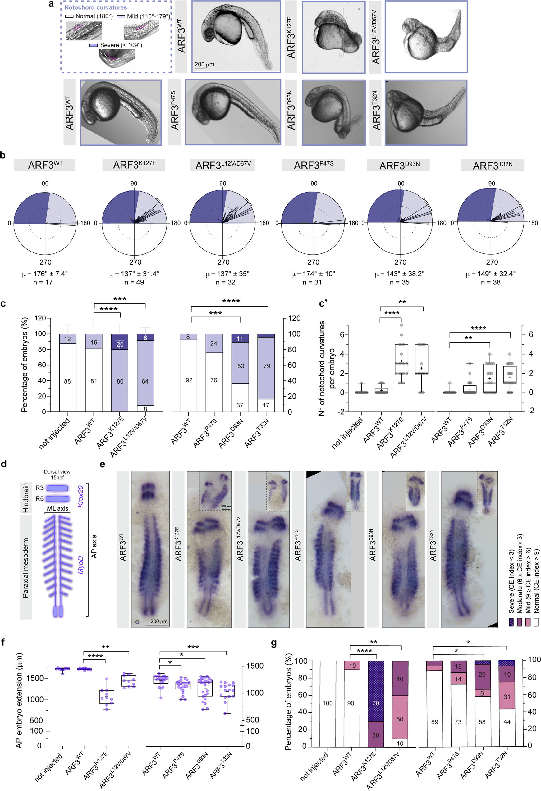 Fig. 10: Aberrant ARF3 function causes axial defects with notochord curvatures and defective axes formation in zebrafish.
