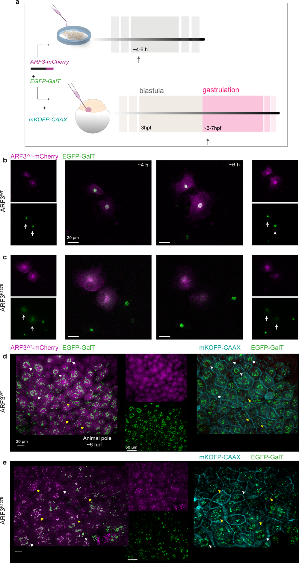 Fig. 4: Trans-Golgi fragmentation visualized by EGFP-GalT in cells and zebrafish embryos expressing the mutant mCherry-tagged ARF3K127E.