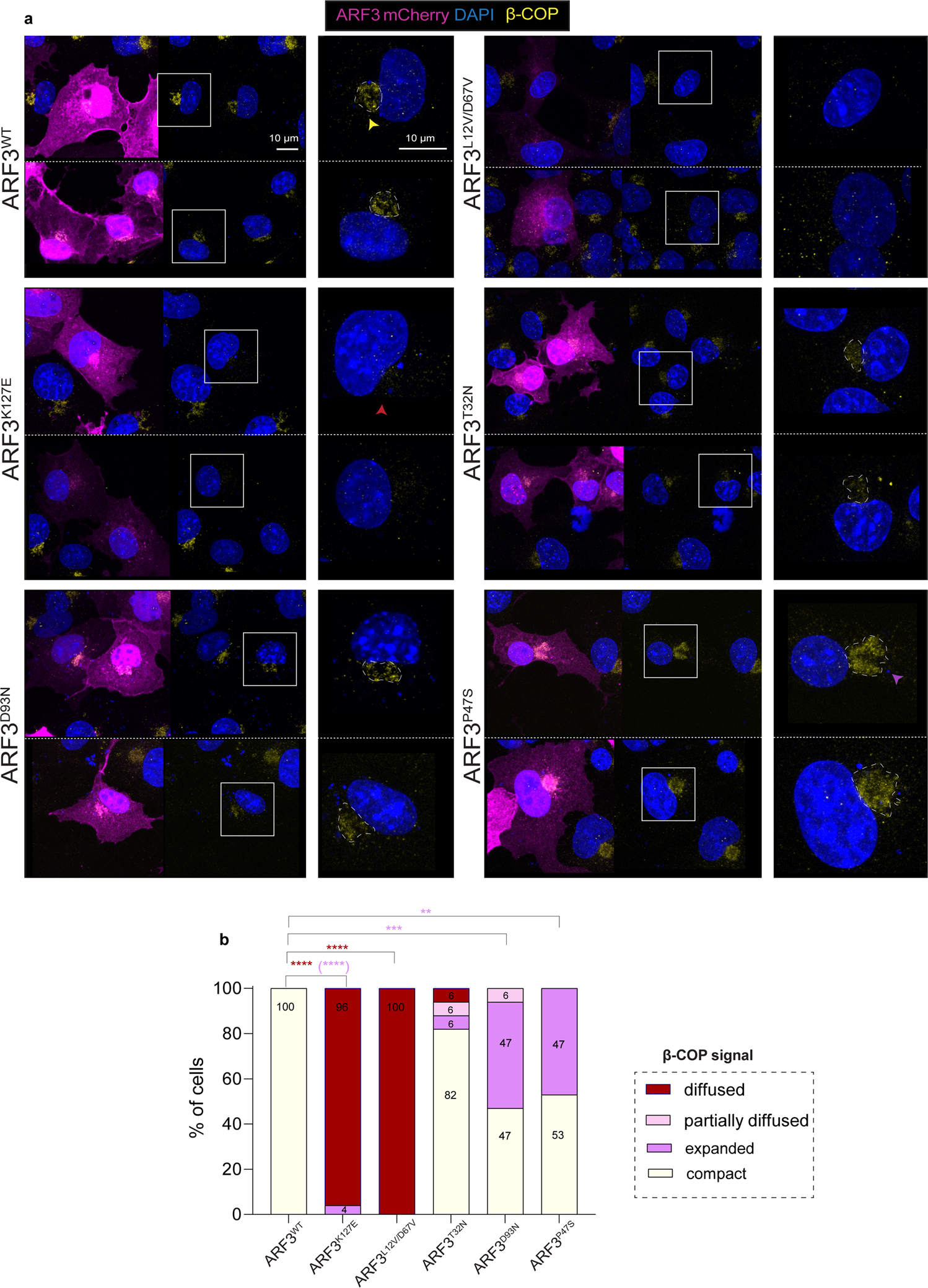 Fig. 5: Variable impact of ARF3 mutations on COP-I vesicle assembly.