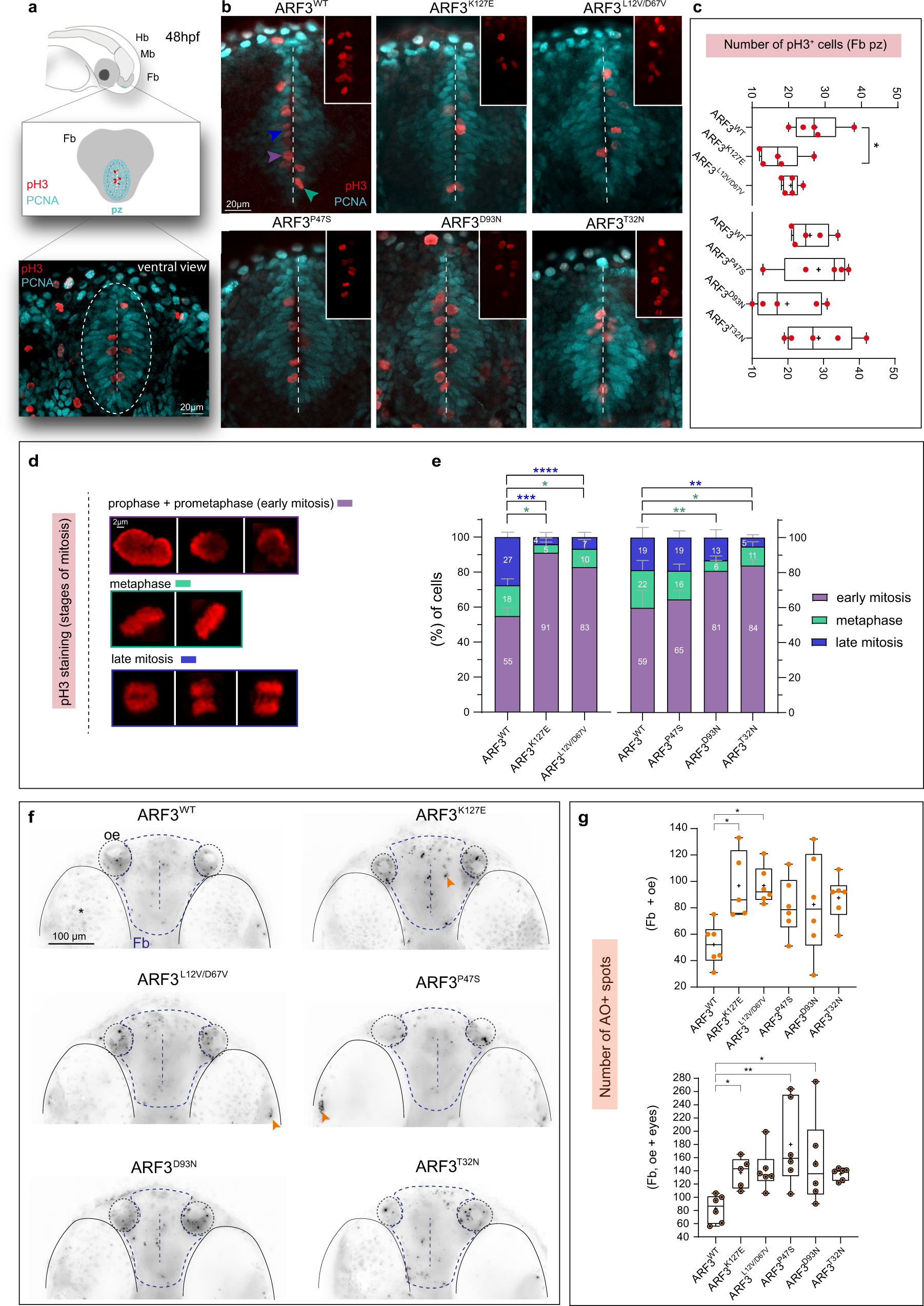 Fig. 9: Increased number of cells in early mitosis and cell death within the developing forebrain of zebrafish expressing a subset of ARF3 mutants.