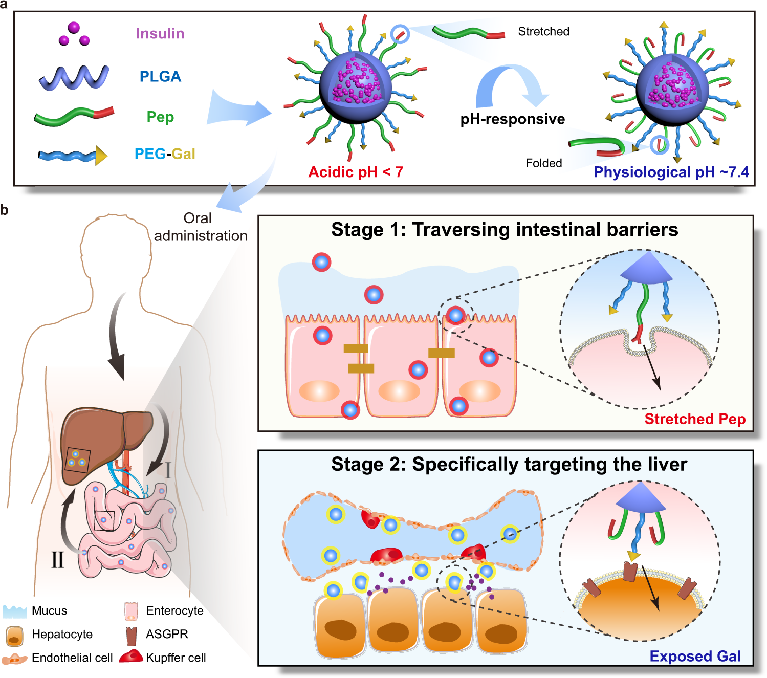 Fig. 1: Schematic illustrations of composition and mechanism of Pep/Gal-PNPs for oral insulin delivery.