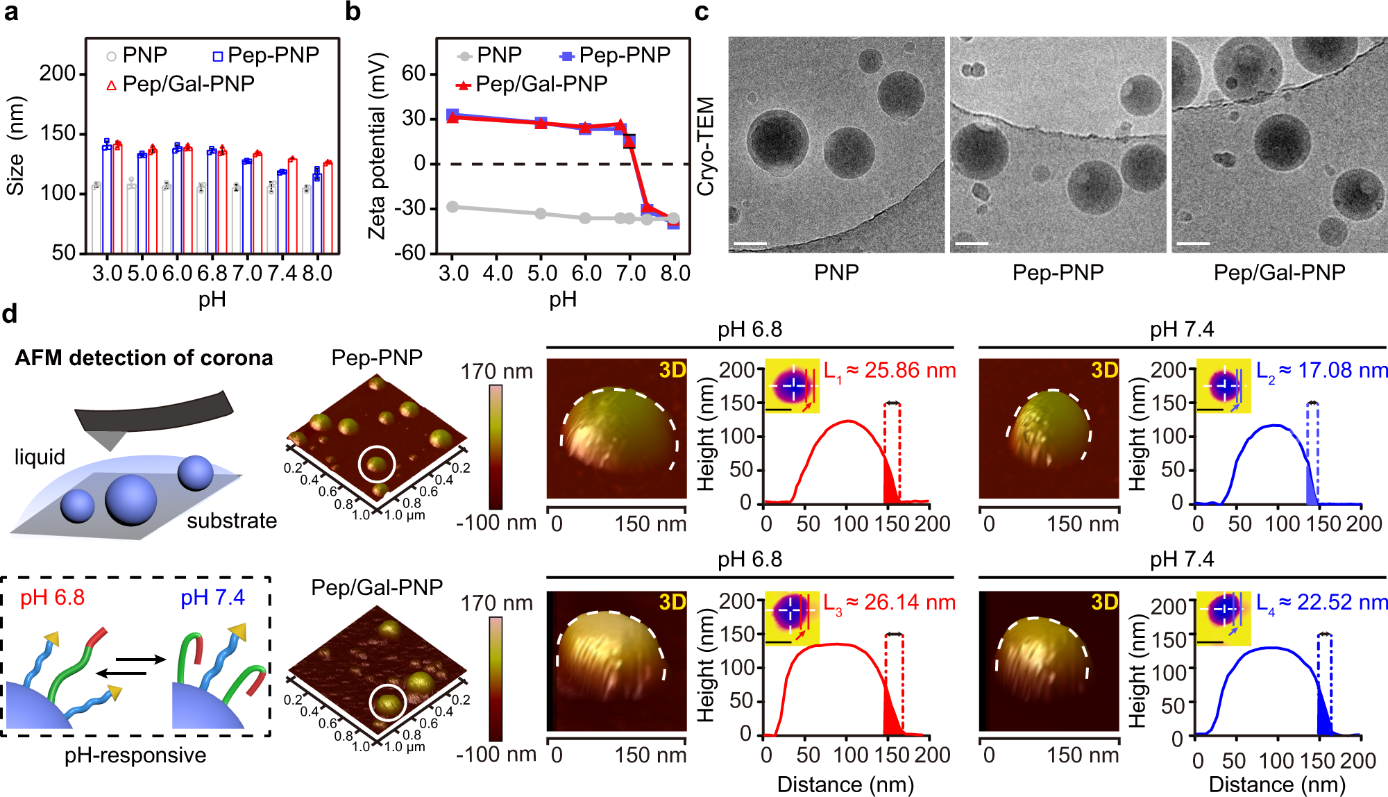 Fig. 3: Synthesis and characterization of Pep/Gal-PNPs.