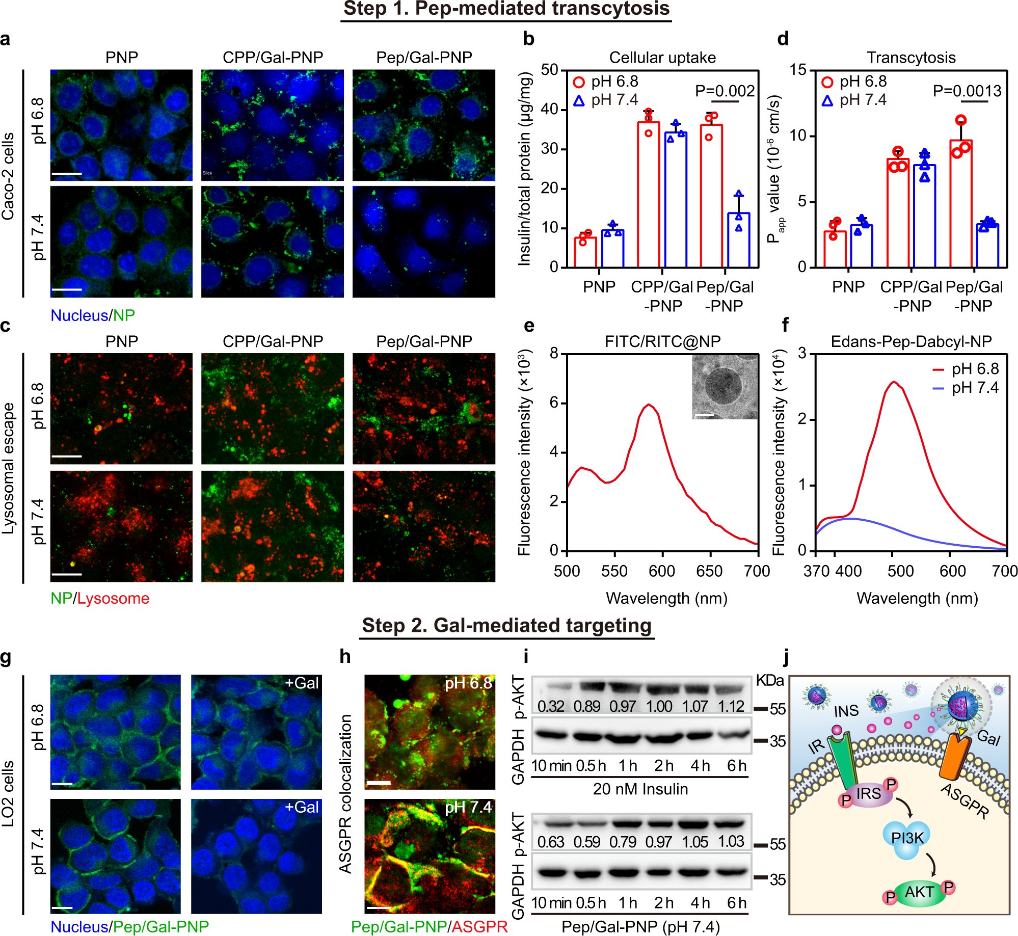 Fig. 4: In vitro transepithelial transport and hepatocyte selectivity of Pep/Gal-PNPs.