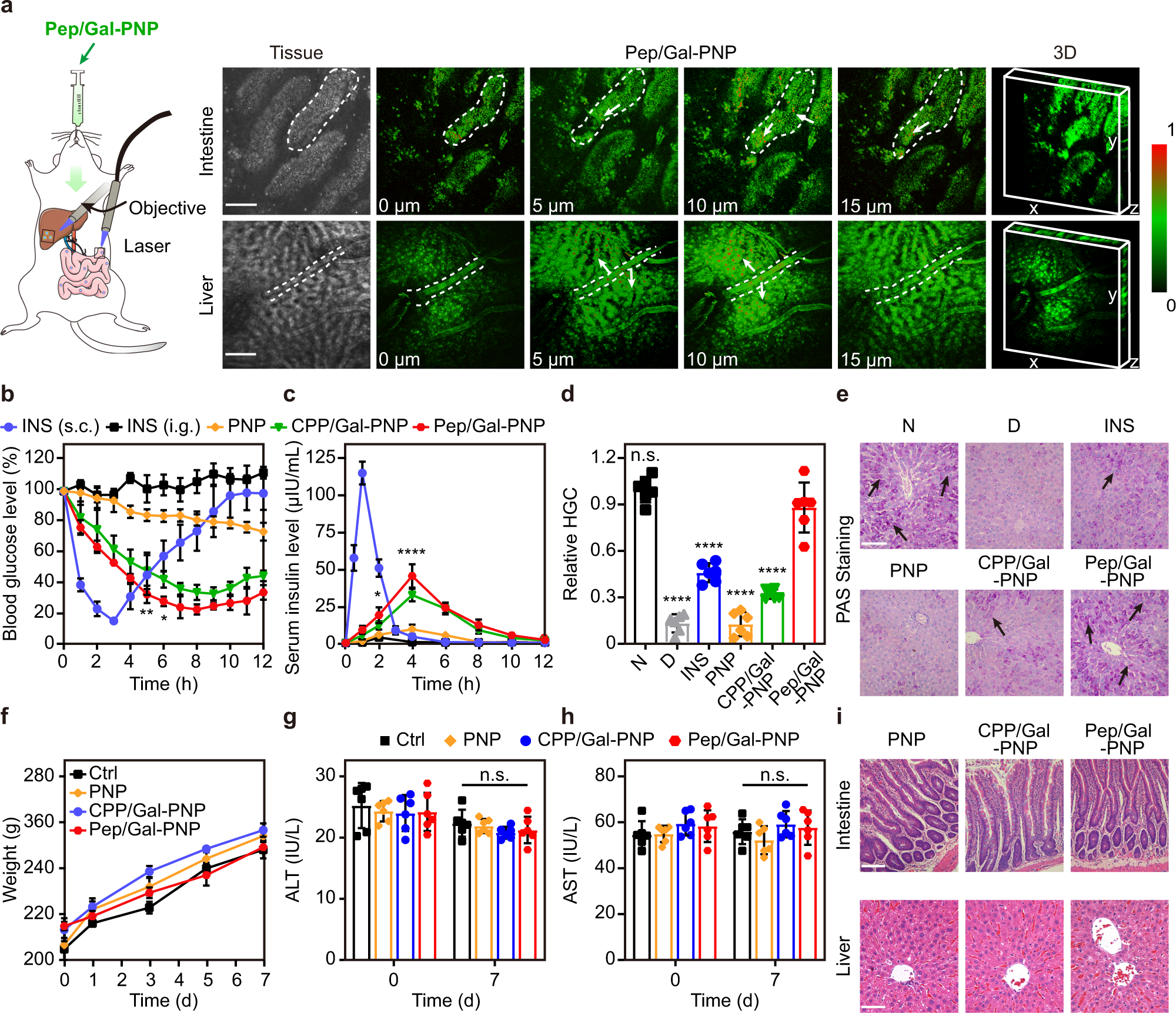 Fig. 6: In vivo trafficking, hypoglycemic effects, and toxicity of nanoparticles.