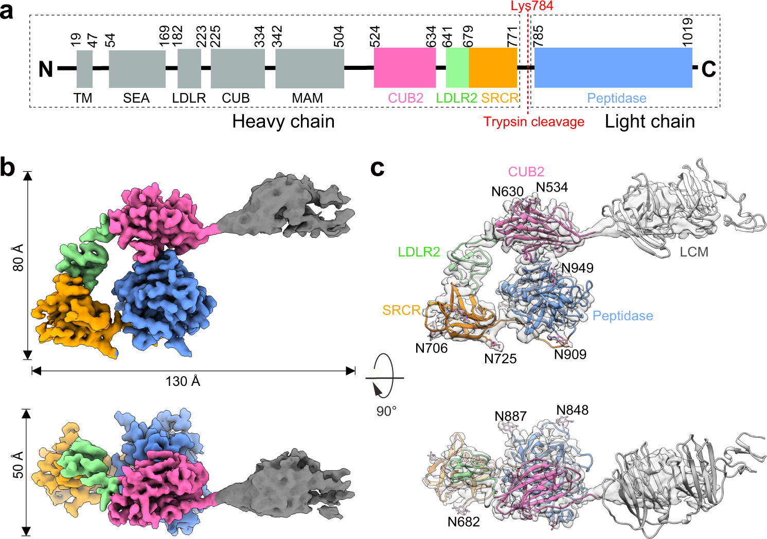 Fig. 1: Cryo-EM structure of hEP in the inactive state.