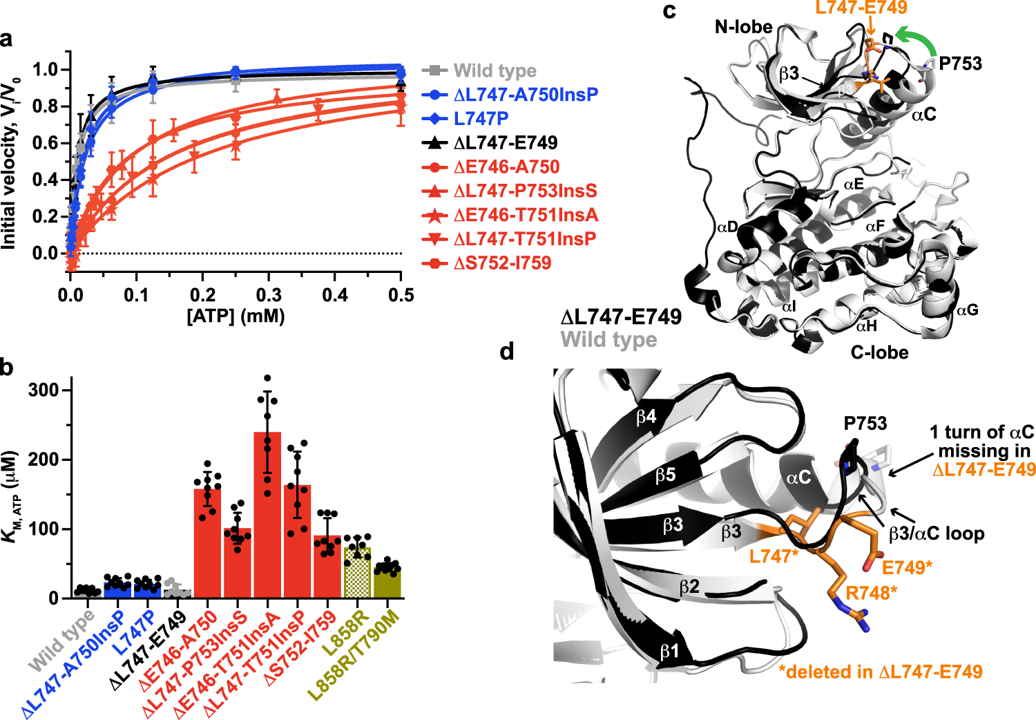 Fig. 3: TKI sensitivity of exon 19 variants is determined by KM, ATP.