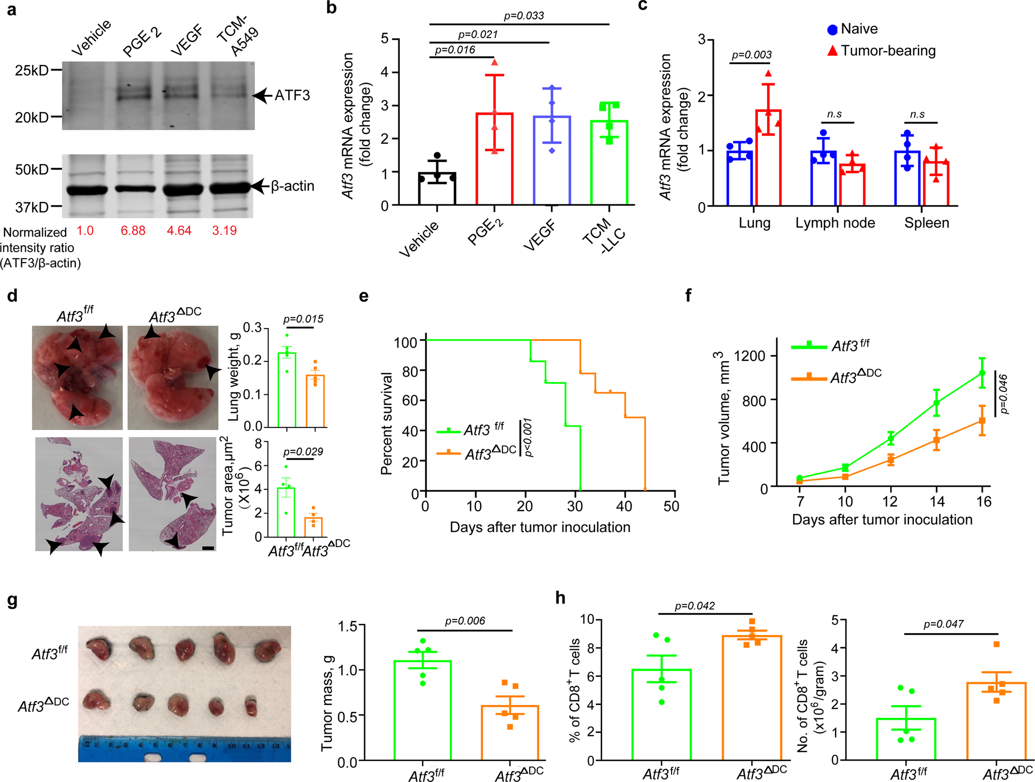 Tumor factors stimulate lysosomal degradation of tumor antigens and  undermine their cross-presentation in lung cancer | Nature Communications