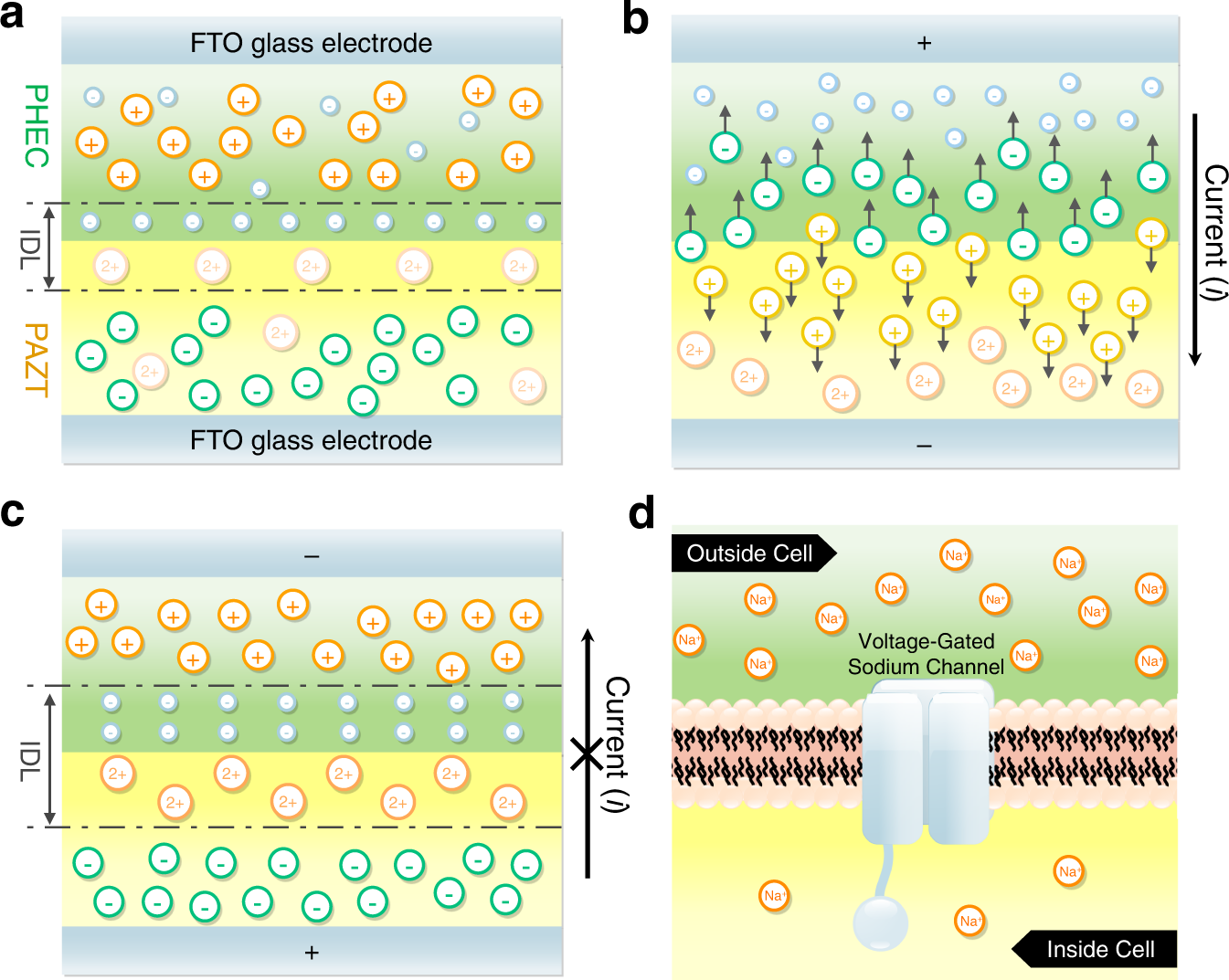 Ion rectification based on gel polymer electrolyte ionic diode | Nature  Communications