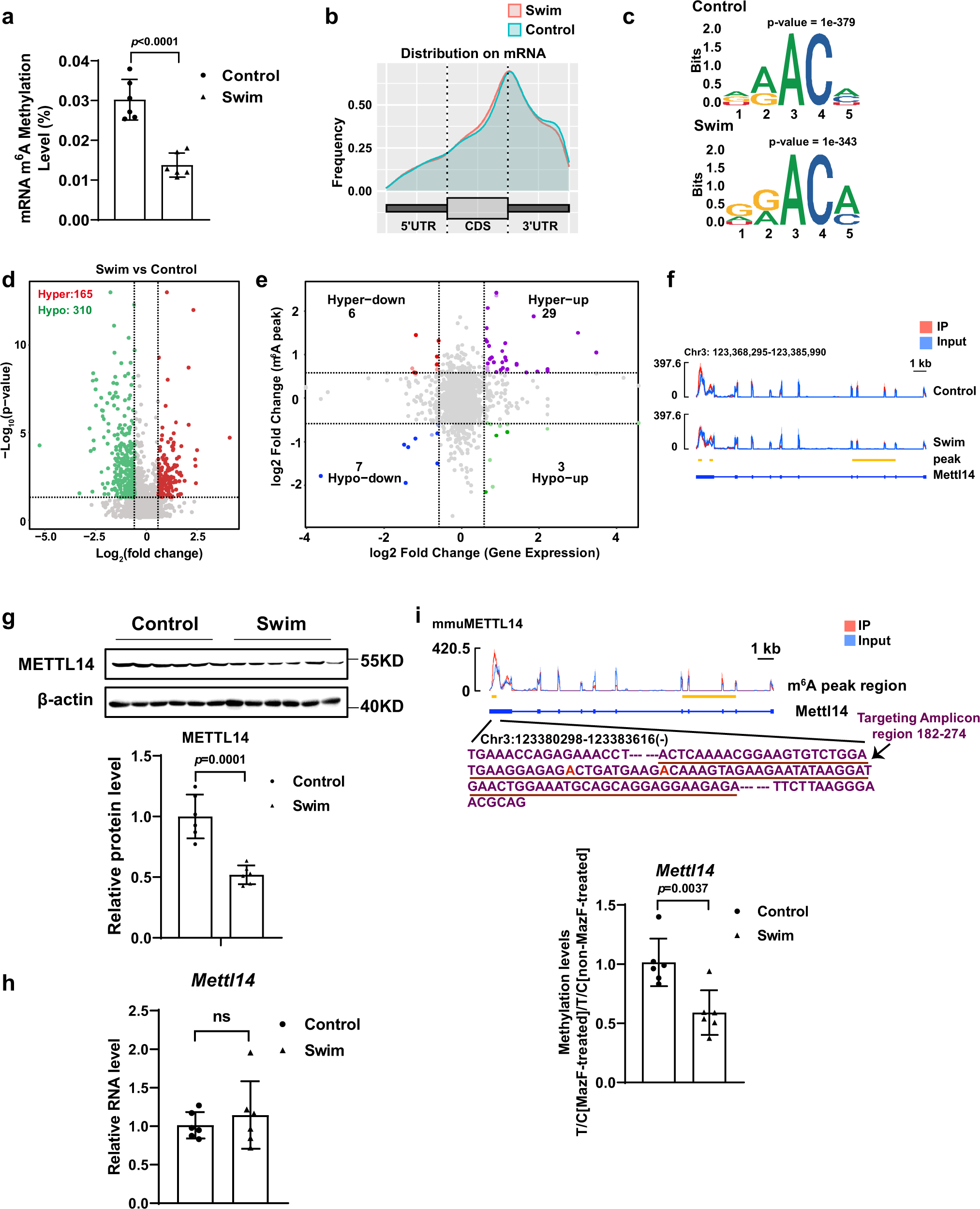 METTL14 is required for exercise-induced cardiac hypertrophy and protects  against myocardial ischemia-reperfusion injury | Nature Communications