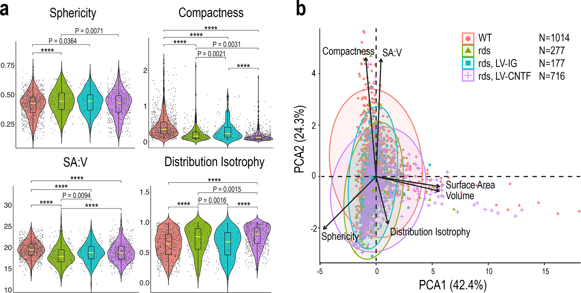 Fig. 2: Characterization of rod photoreceptor mitochondrial morphological features.