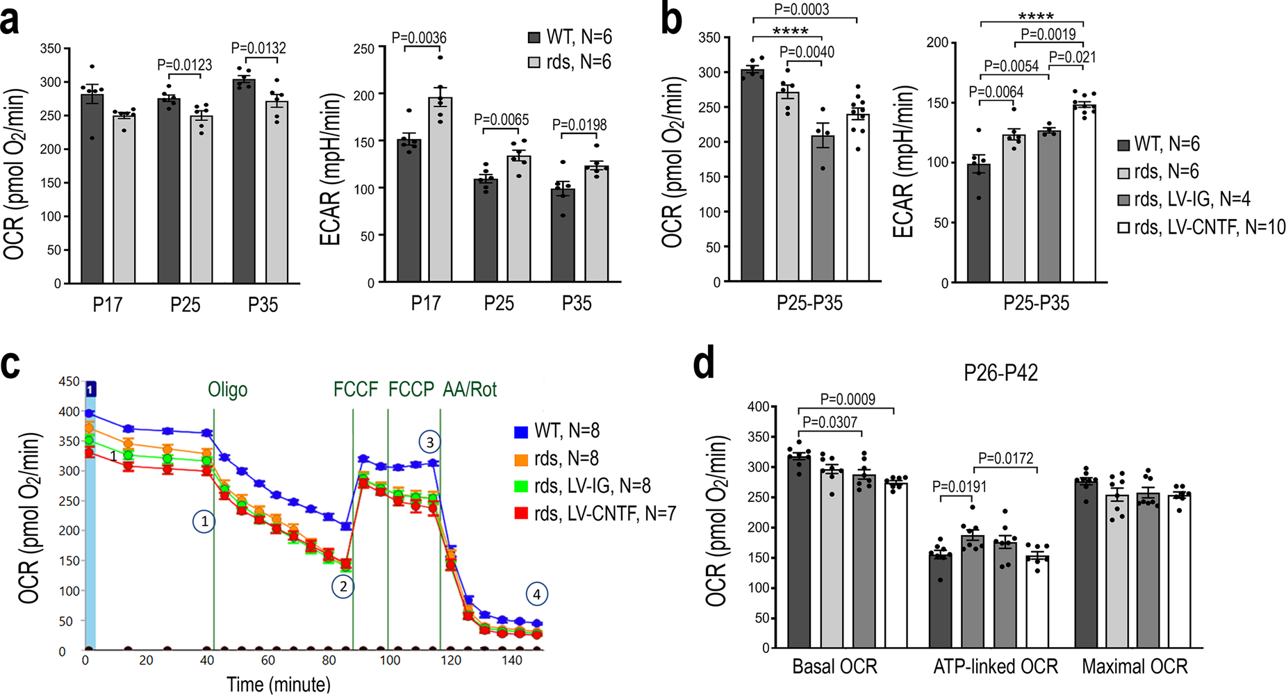 Fig. 3: Influences on retinal cell respiration by the rds mutation and CNTF.
