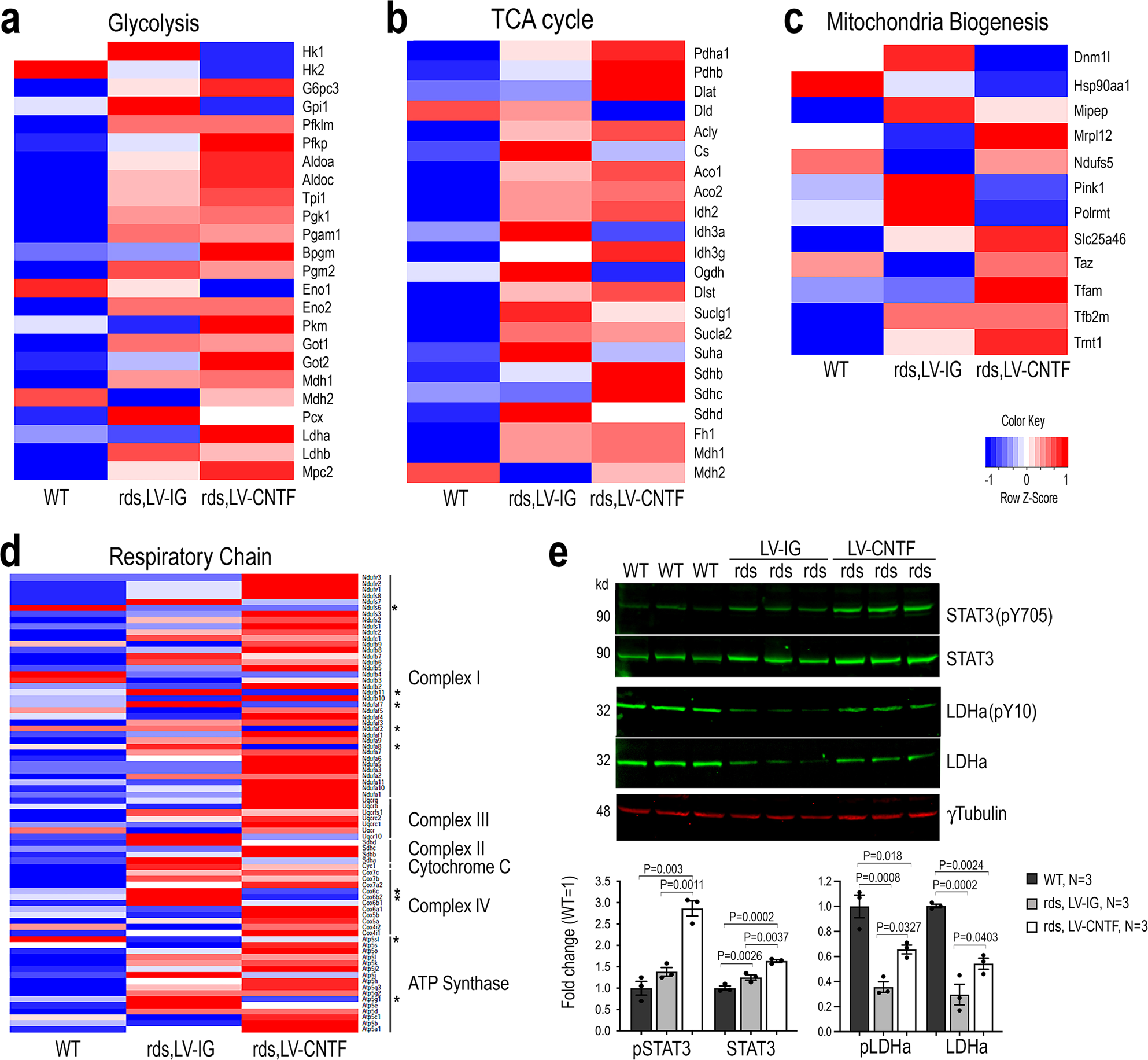 Fig. 6: Influence of CNTF on metabolic gene expression and enzyme activity.