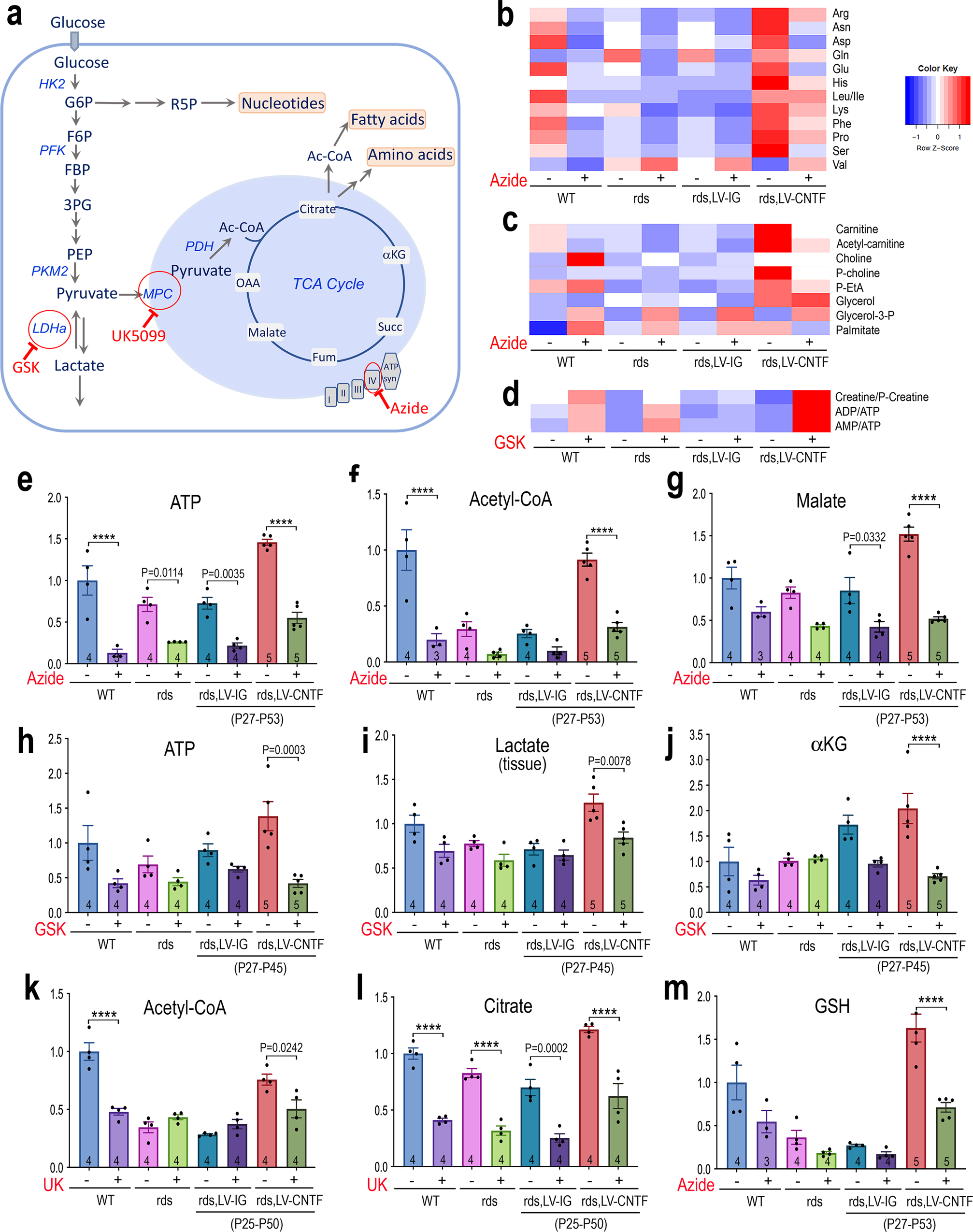 Fig. 7: Contribution of glycolysis and mitochondrial activities to retinal metabolism and CNTF-induced metabolic changes.
