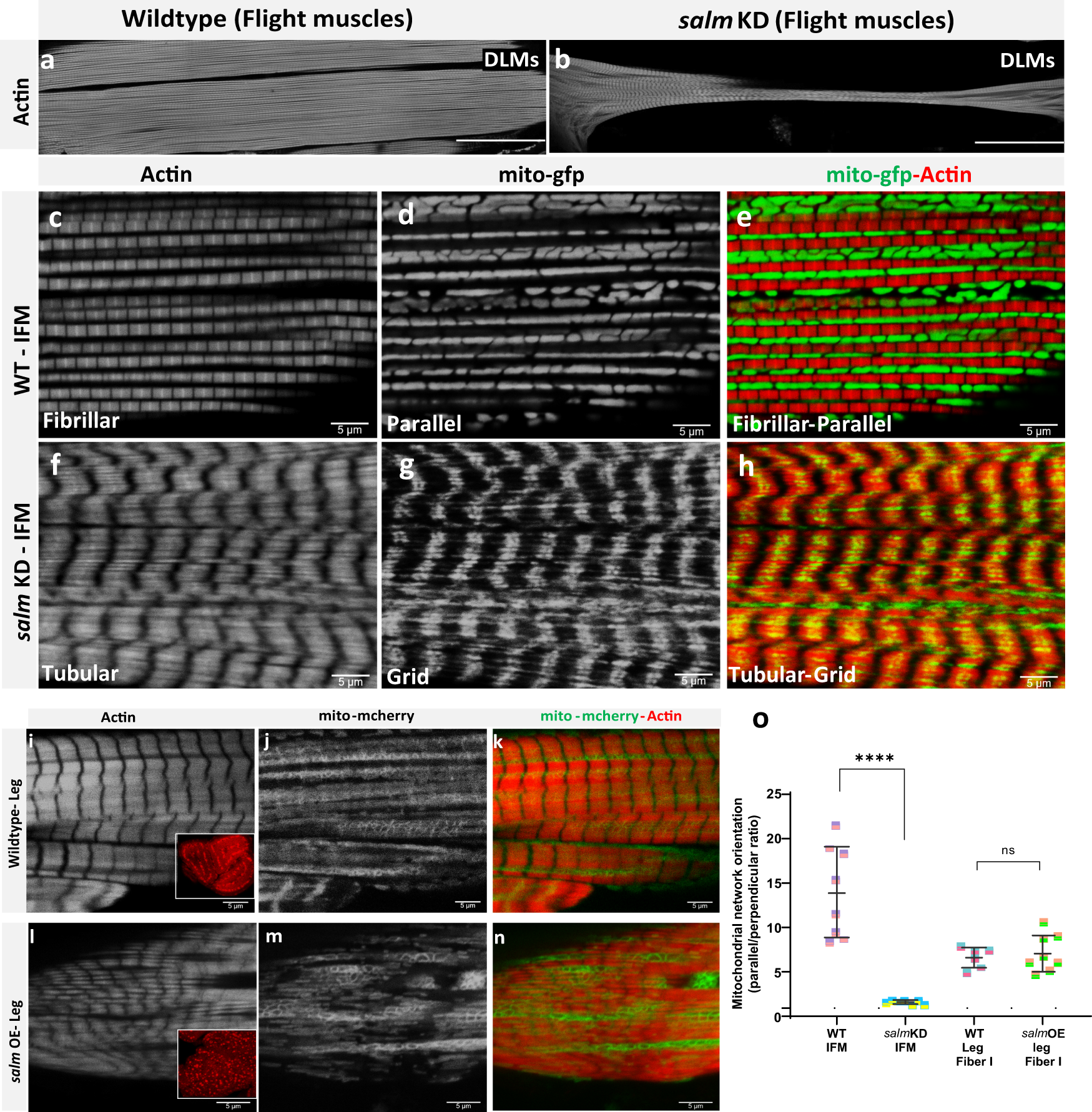 Fig. 2: salm regulates conversion of muscle fiber contractile type and mitochondrial network orientation.