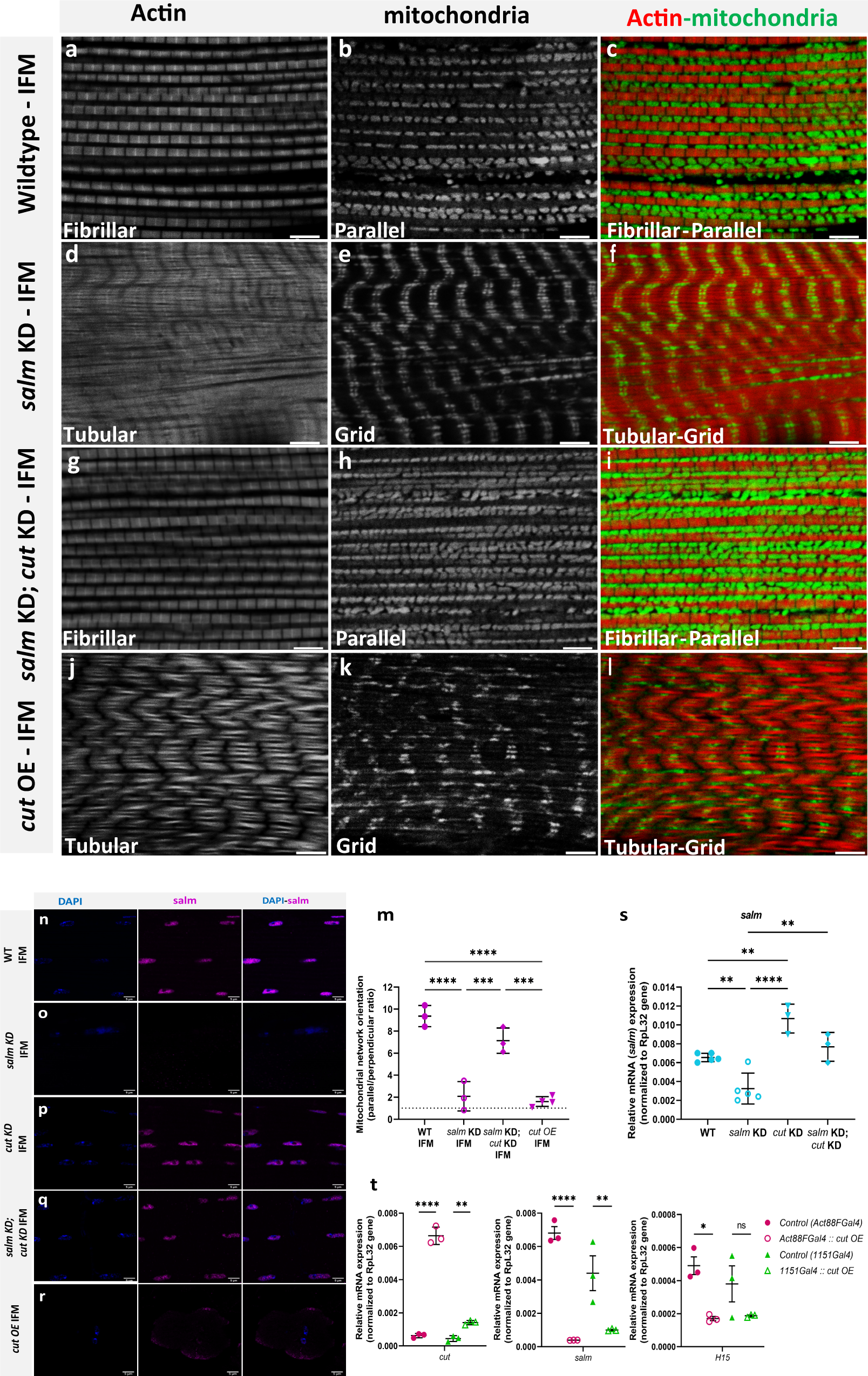 Fig. 7: cut is a repressor of salm and cut KD rescues fiber-type switching and conversion of mitochondrial network organization in salm KD fibers.