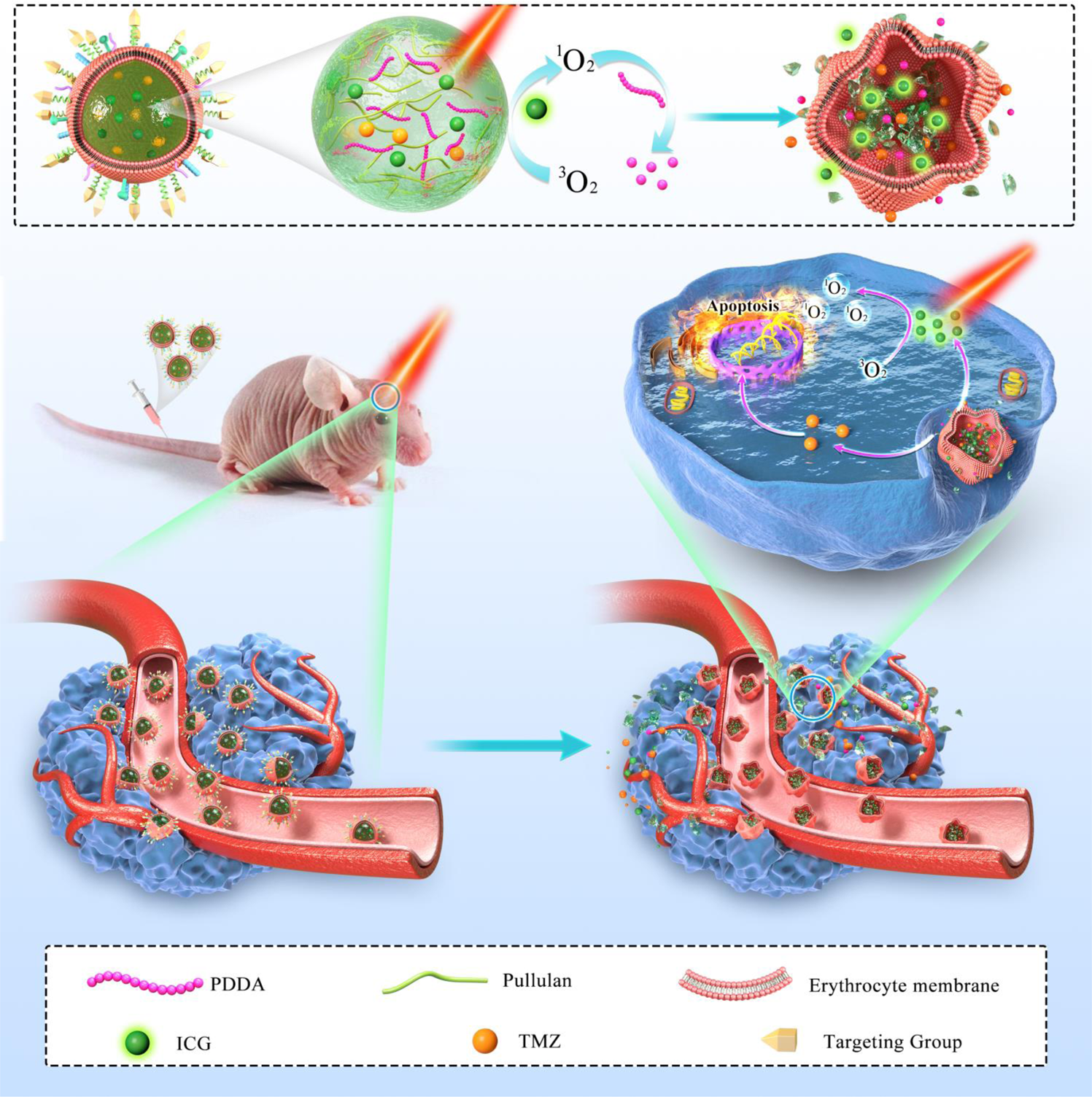 Near infrared-activatable biomimetic nanogels enabling deep tumor drug  penetration inhibit orthotopic glioblastoma | Nature Communications