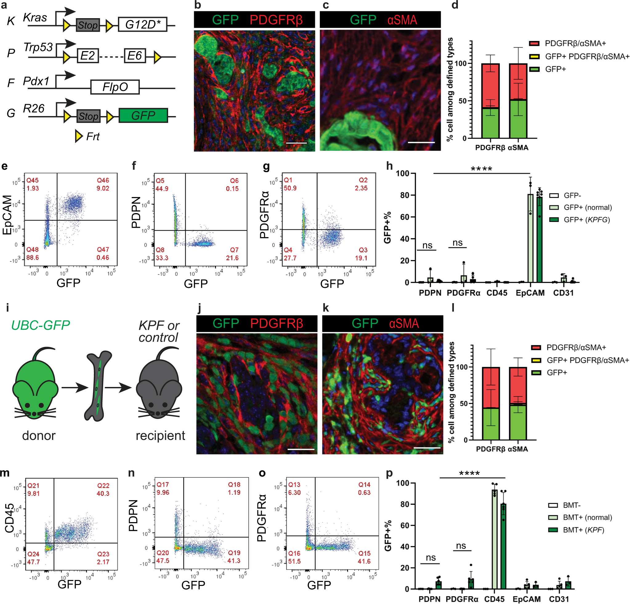 The splanchnic mesenchyme is the tissue of origin for pancreatic  fibroblasts during homeostasis and tumorigenesis | Nature Communications