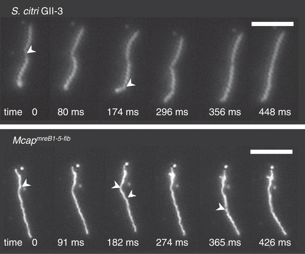 Fig. 2: Time-lapse images showing the kink-based cell movements.