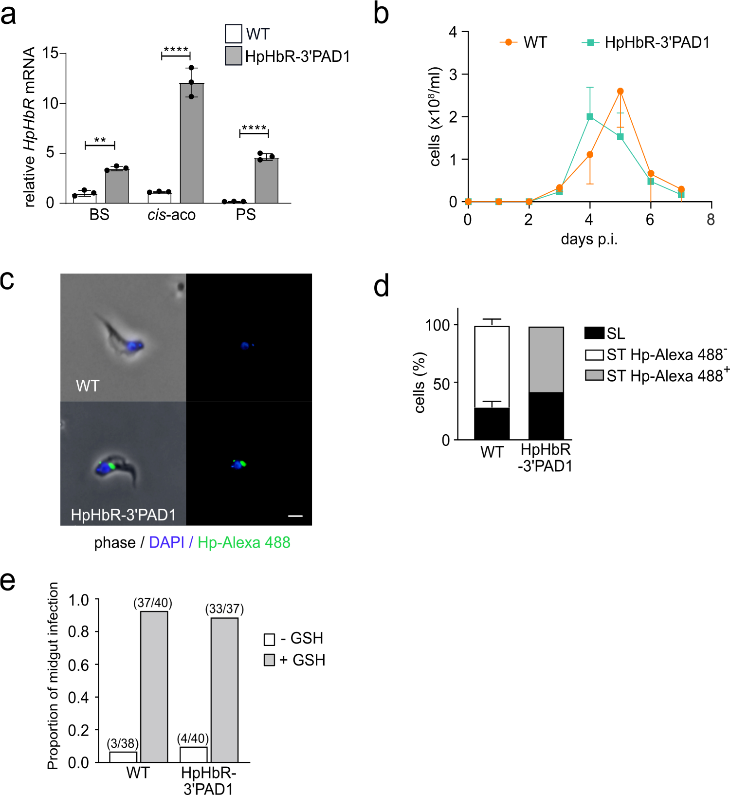 Fig. 3: Artificial expression of HpHbR in stumpy form does not interfere with life cycle progression.