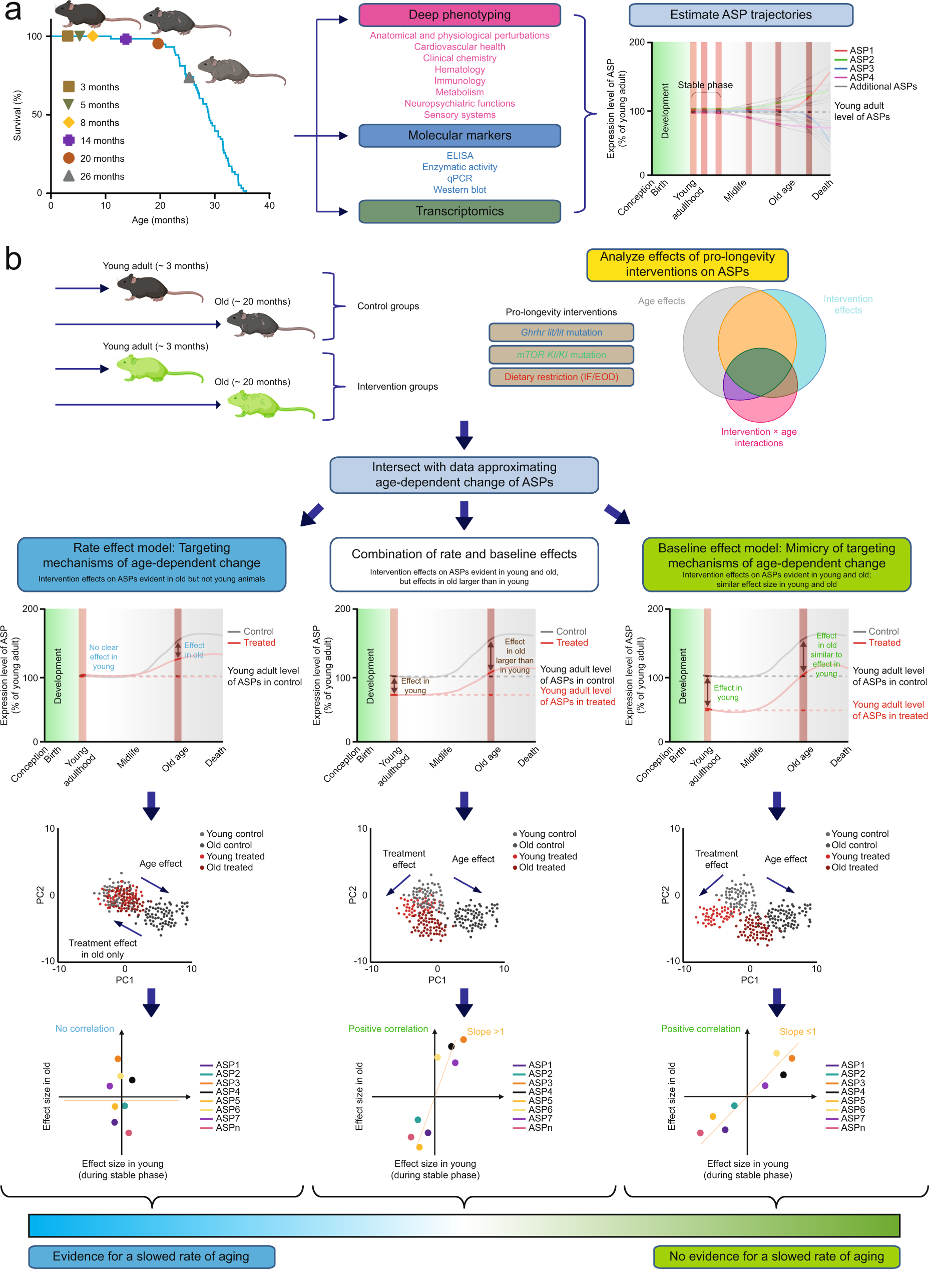 rat to human age conversion chart  Pet rats, Baby rats, Aging in humans