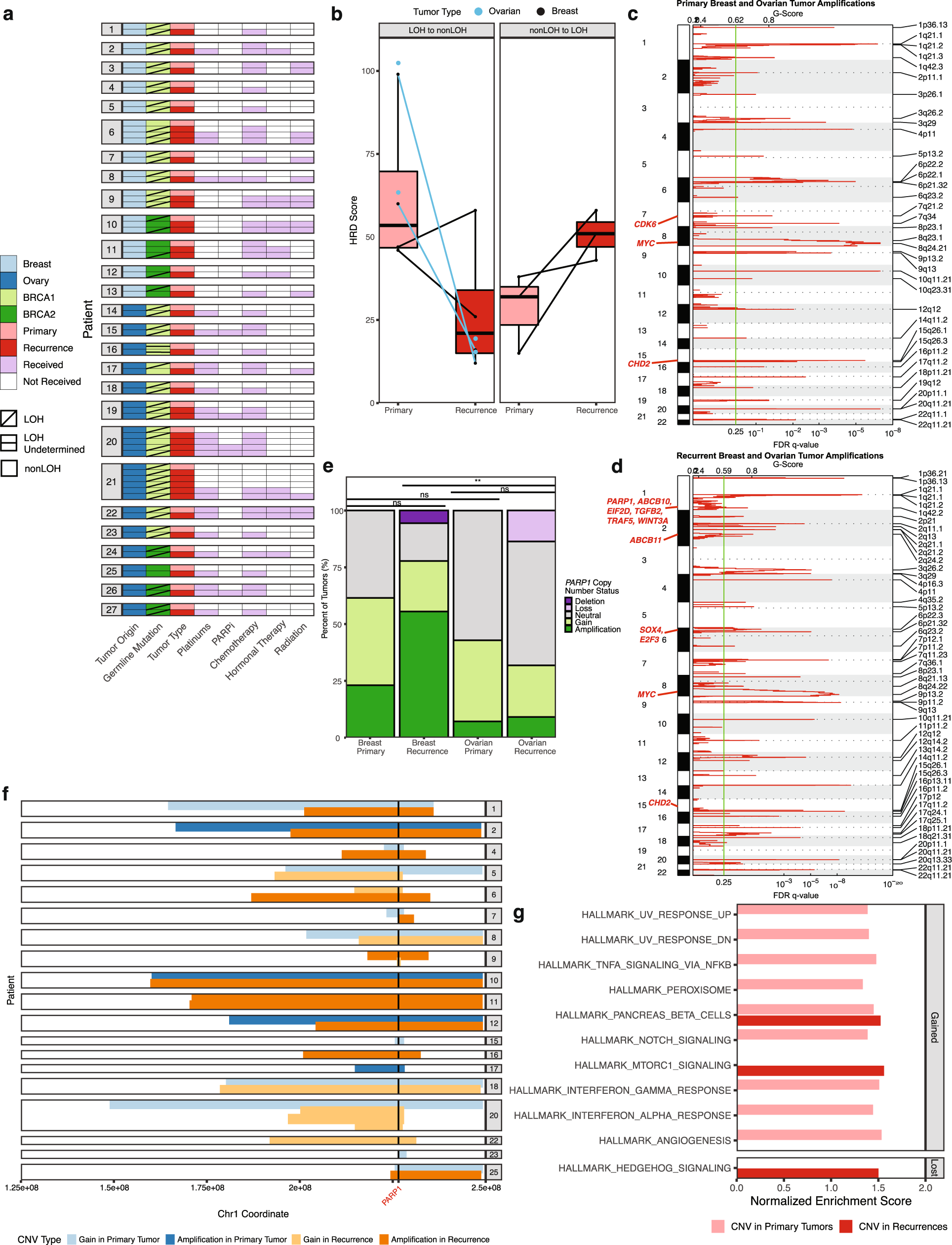 Fig. 2: Genome-wide and gene-specific copy number variation.