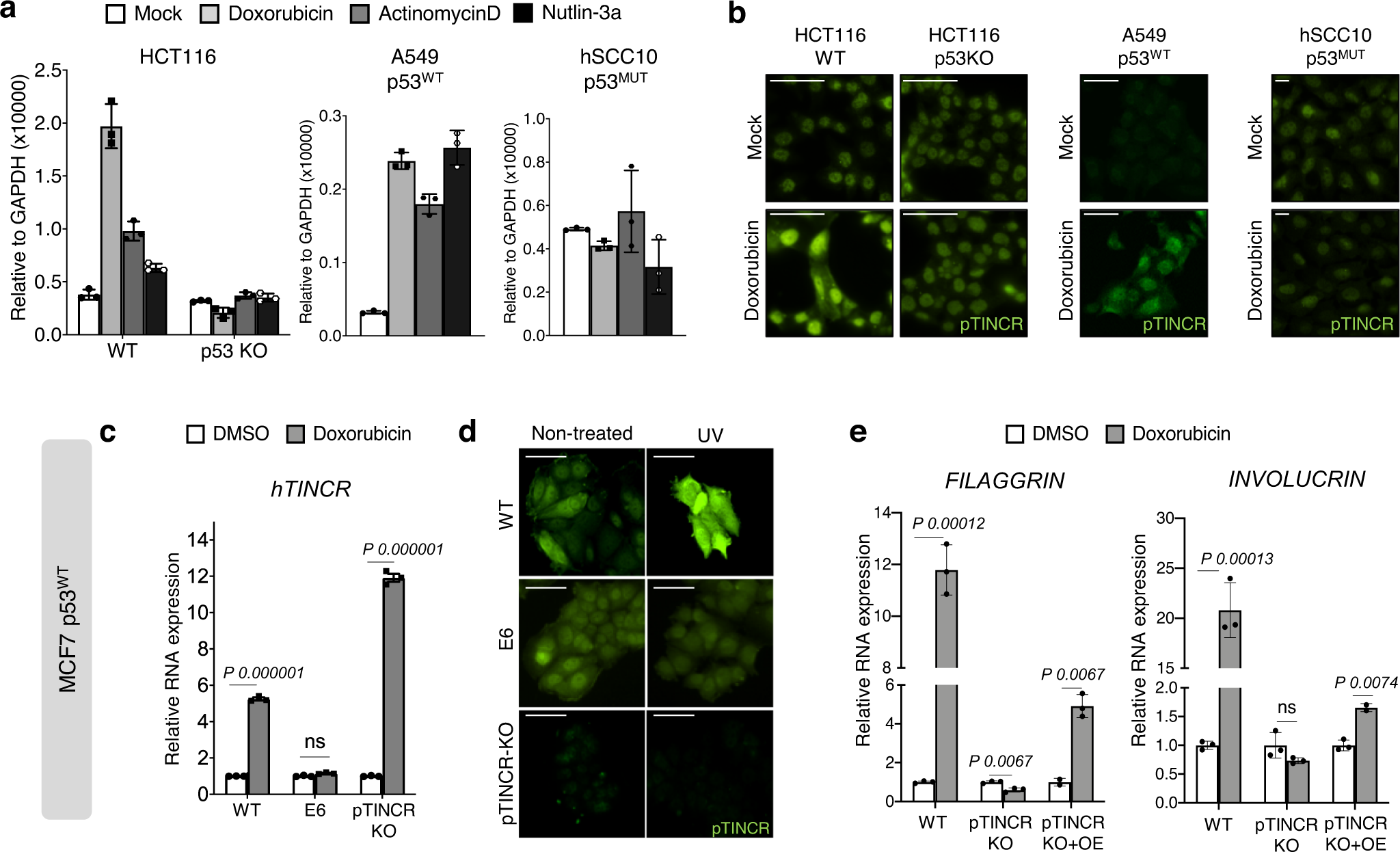 Fig. 6: pTINCR is induced by damage in a p53 dependent manner and it is required for damage-induced differentiation.