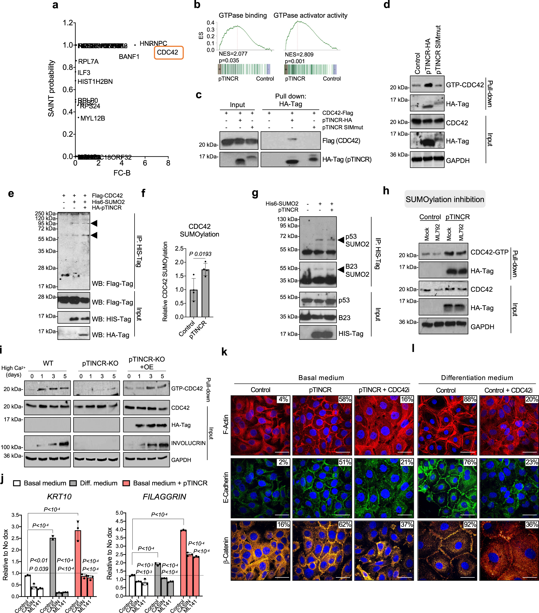 Fig. 9: pTINCR promotes differentiation through the SUMOylation and activation of CDC42.