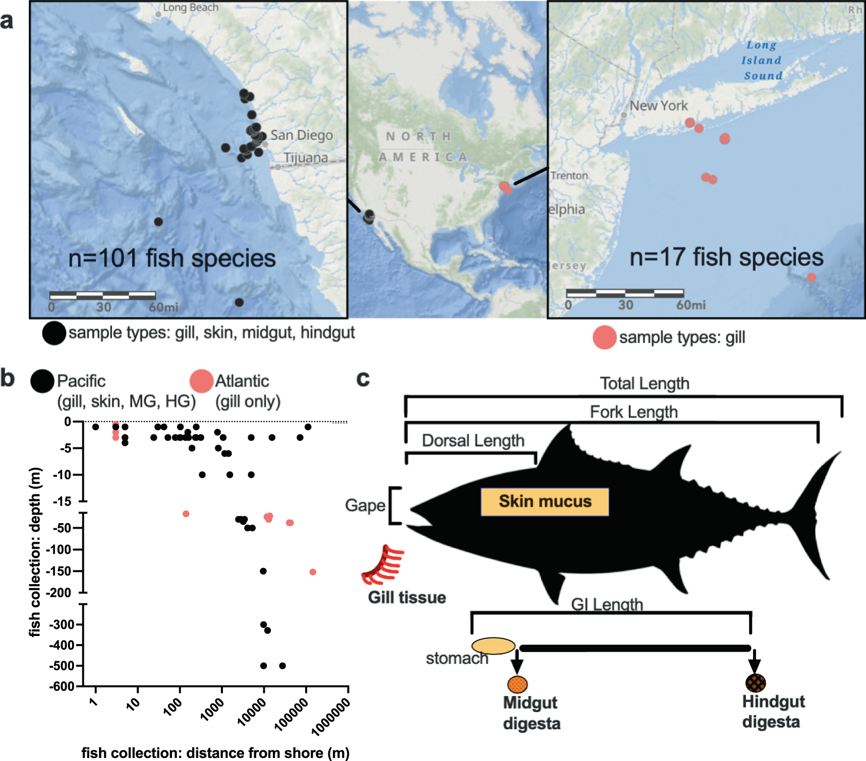 Host biology, ecology and the environment influence microbial biomass and  diversity in 101 marine fish species