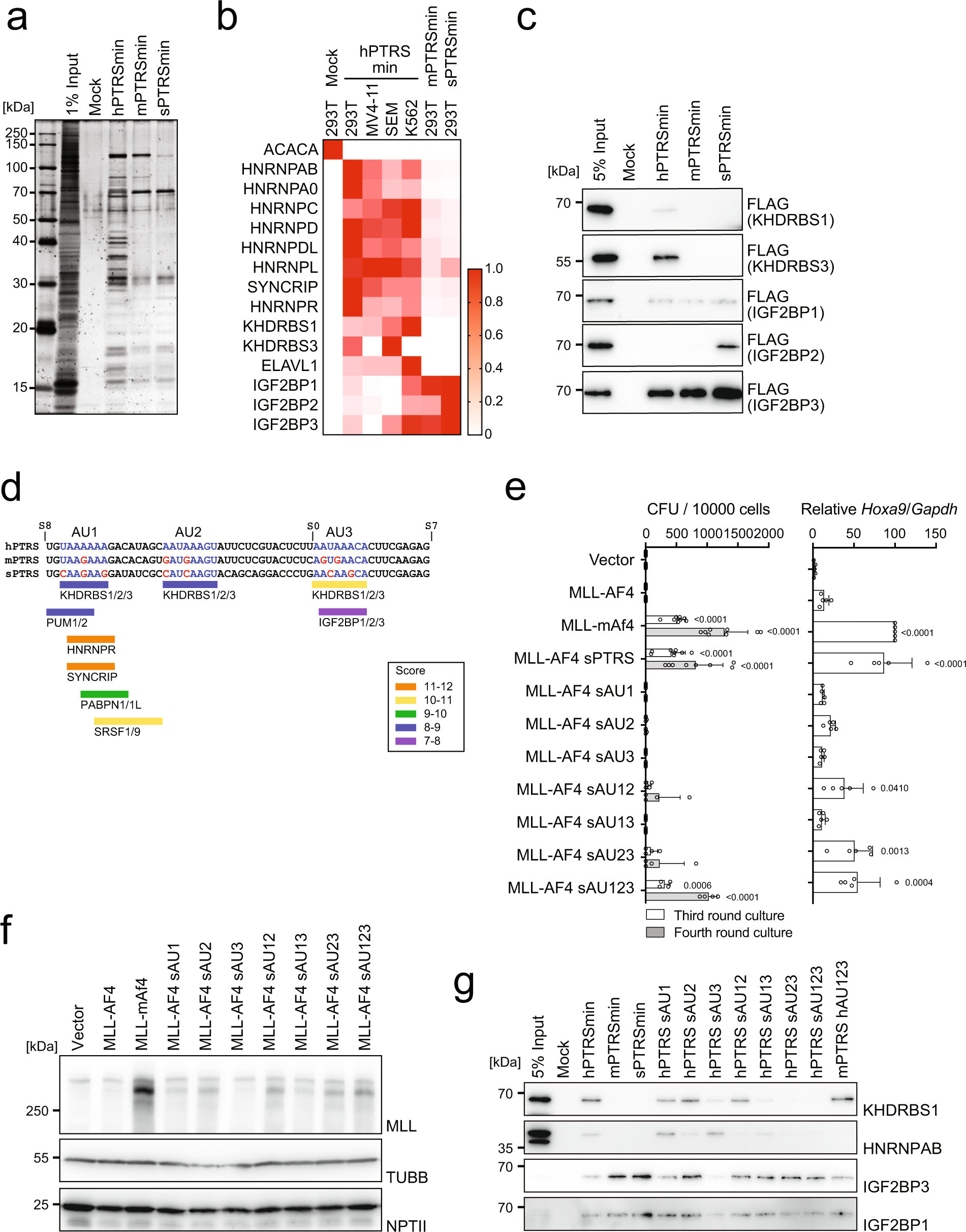 Fig. 4: Unique RNA-binding proteins specifically bind to RNA containing the PTRS.